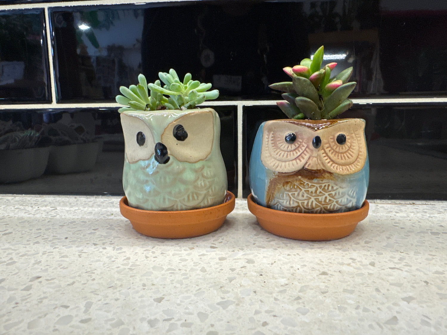 Potted Owl Succulent