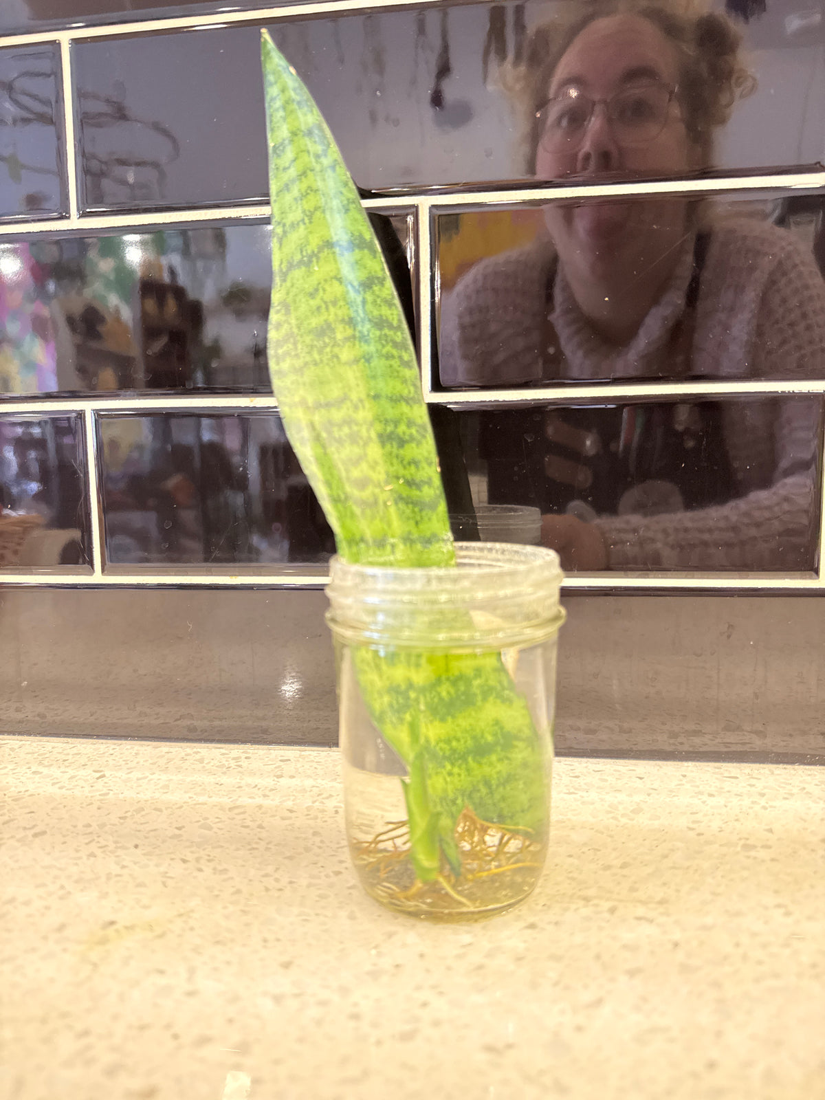 Futura Robusta Snake Plant - Clipping