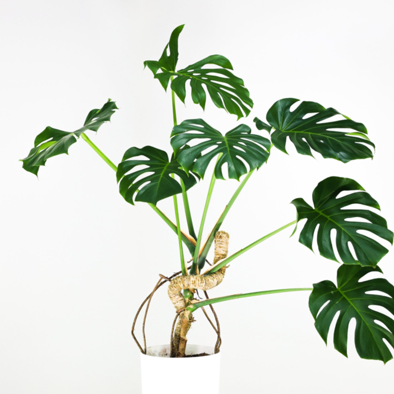 Mossify Bendable Moss Pole 30”