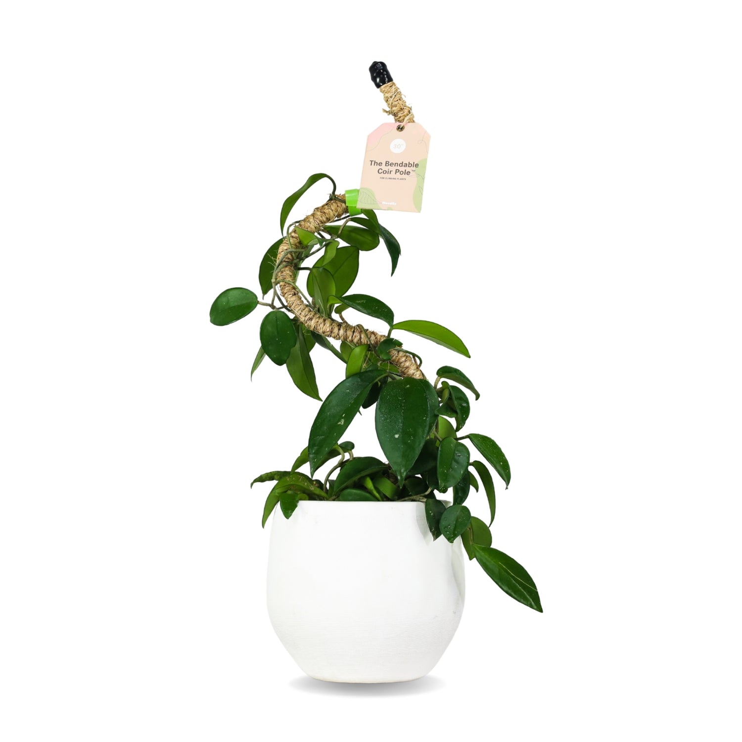 Mossify Bendable Coir Pole 30”