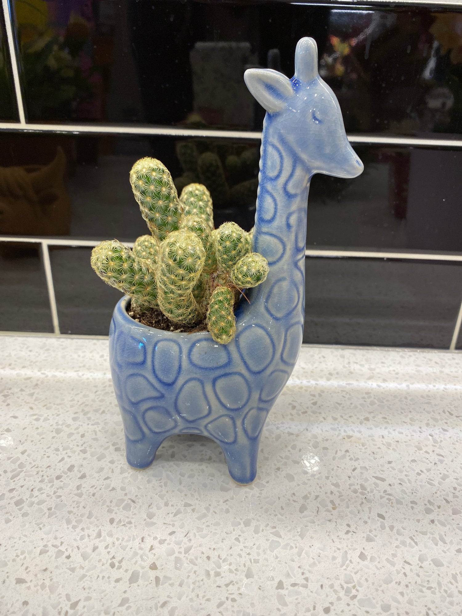 Potted Ladyfinger Cactus