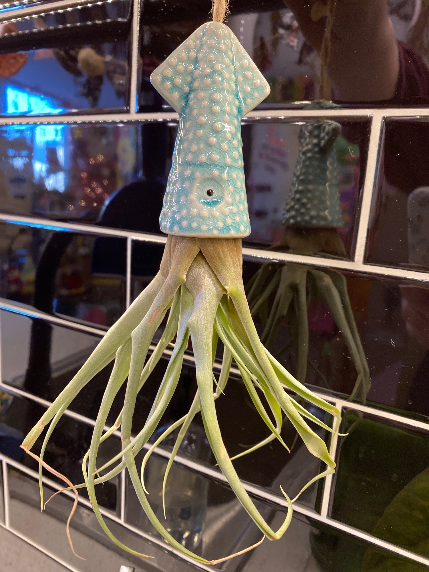 Squid Air Plants