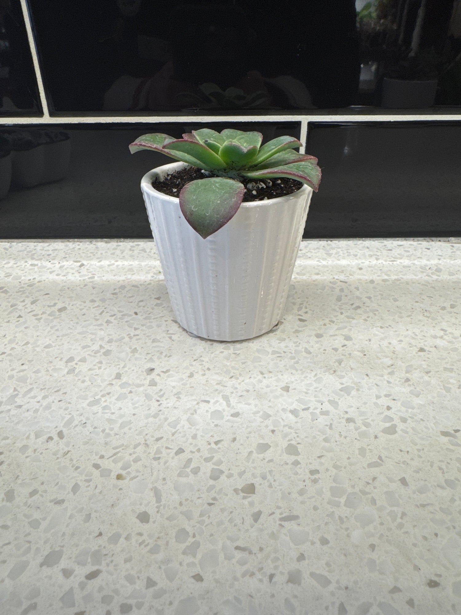 Potted Succulent in White Design Pot