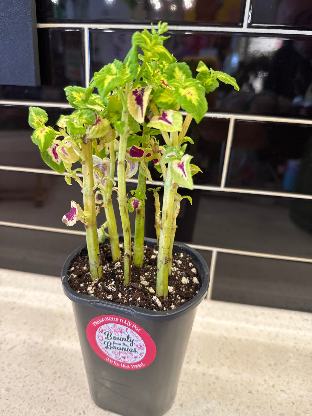 Watermelon Coleus