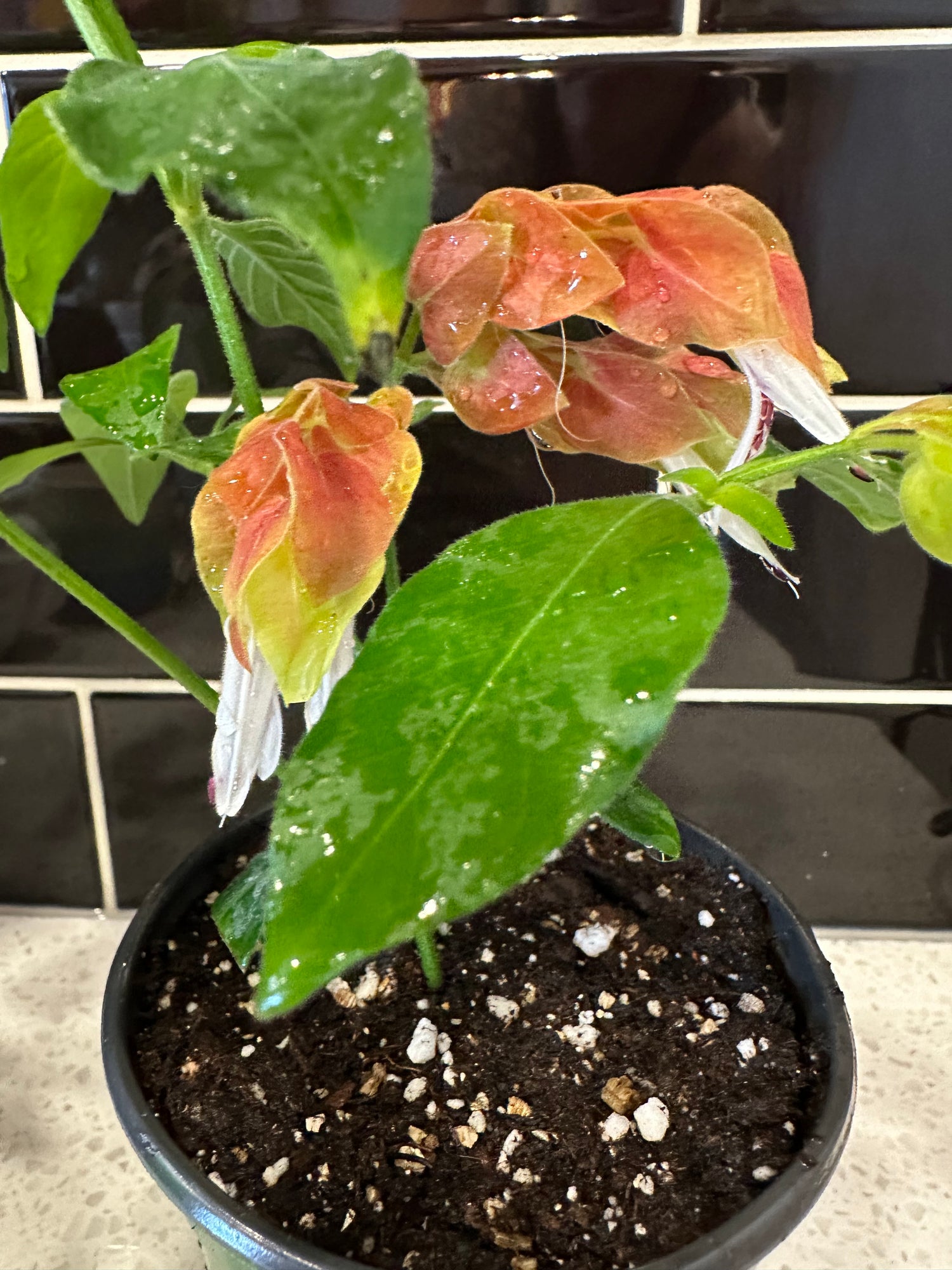 Shrimp Plant 4” pot
