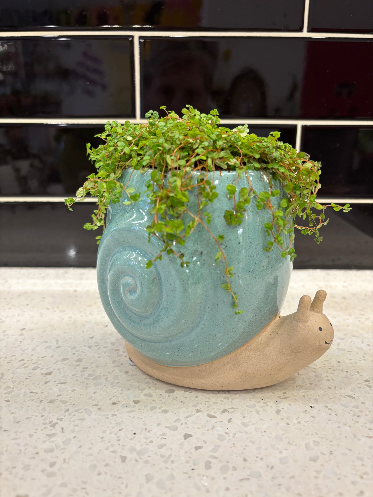 Blue Snail Pot w/ Baby Tears