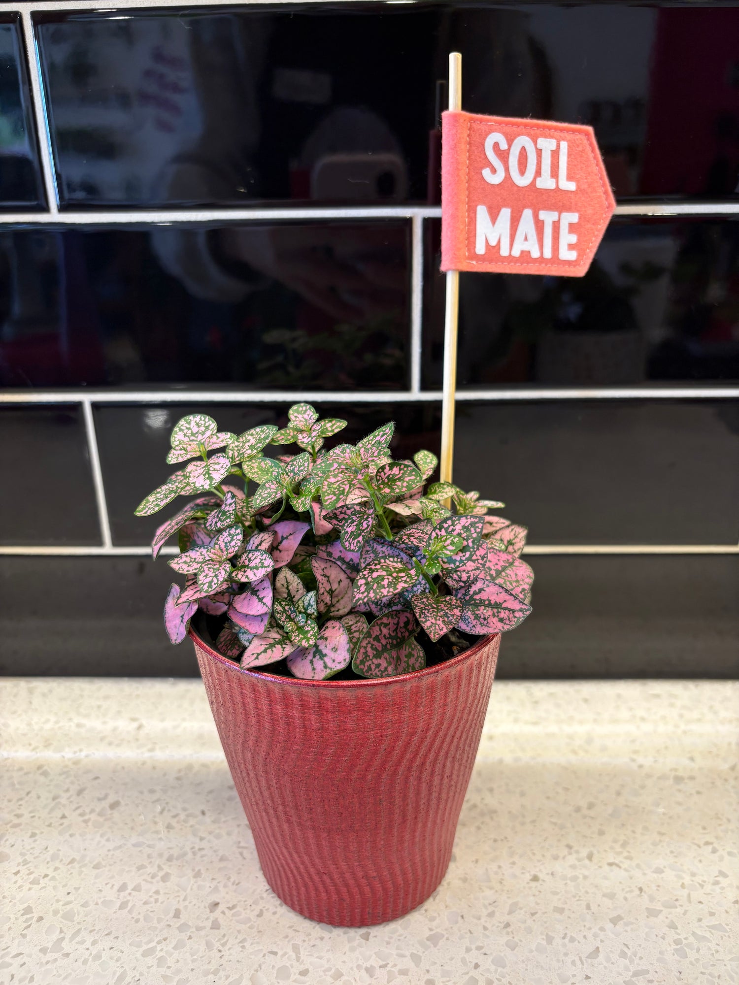 Valentines Polka Dot Plant 4”