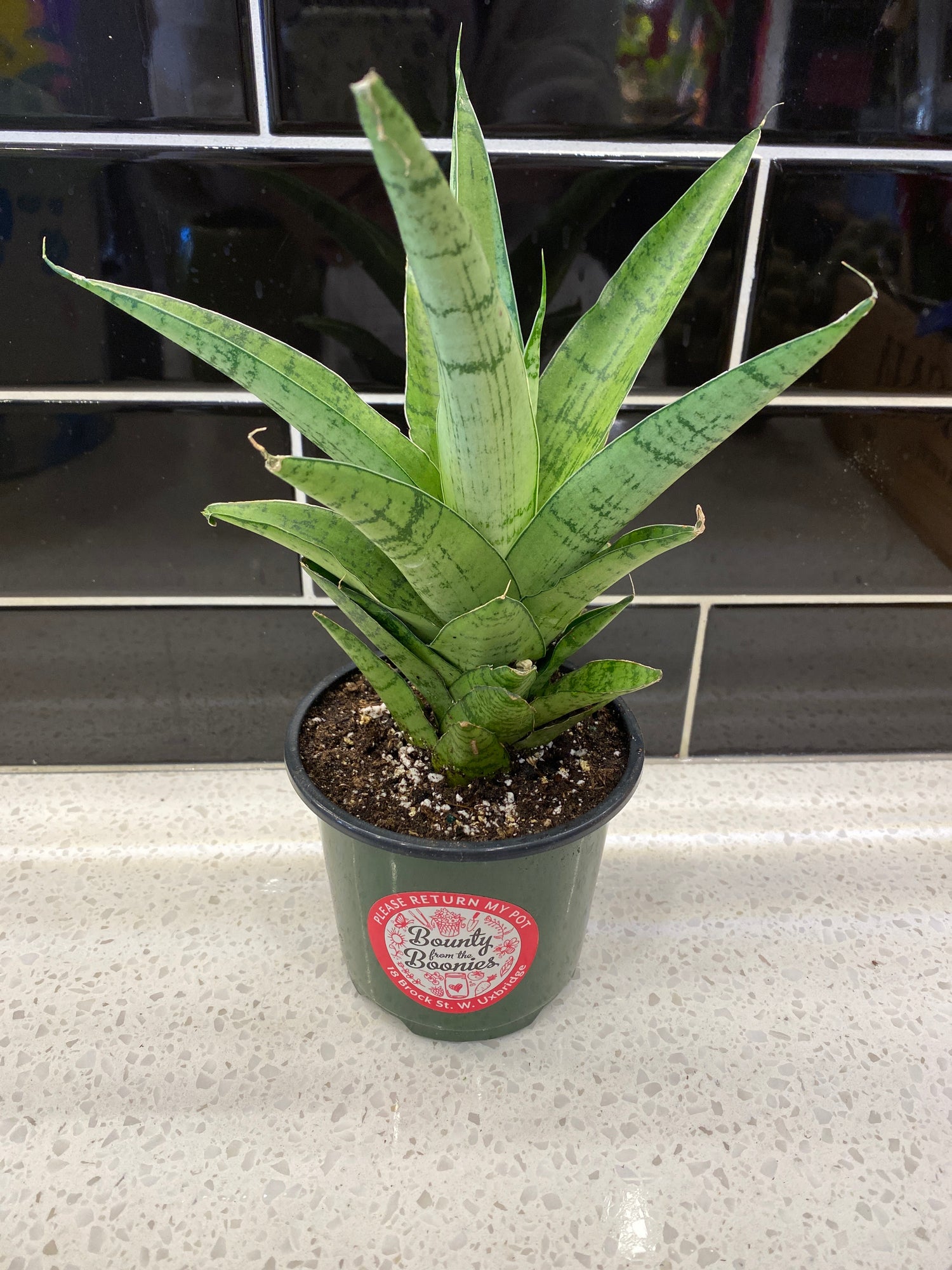 Sansevieria Piano 4"