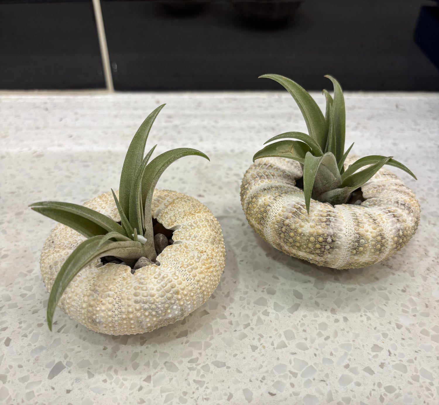 Sea Urchin Air Plant (Sitting)
