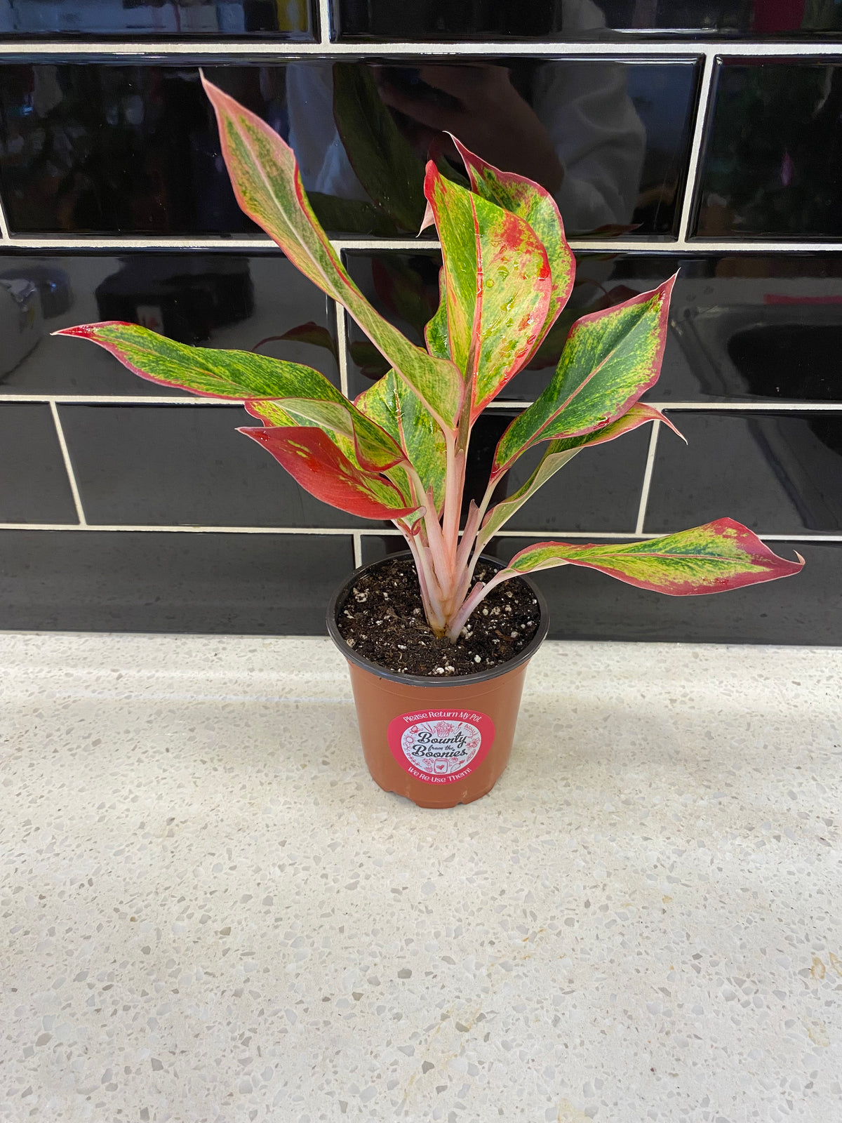 Chinese Evergreen-Red Siam