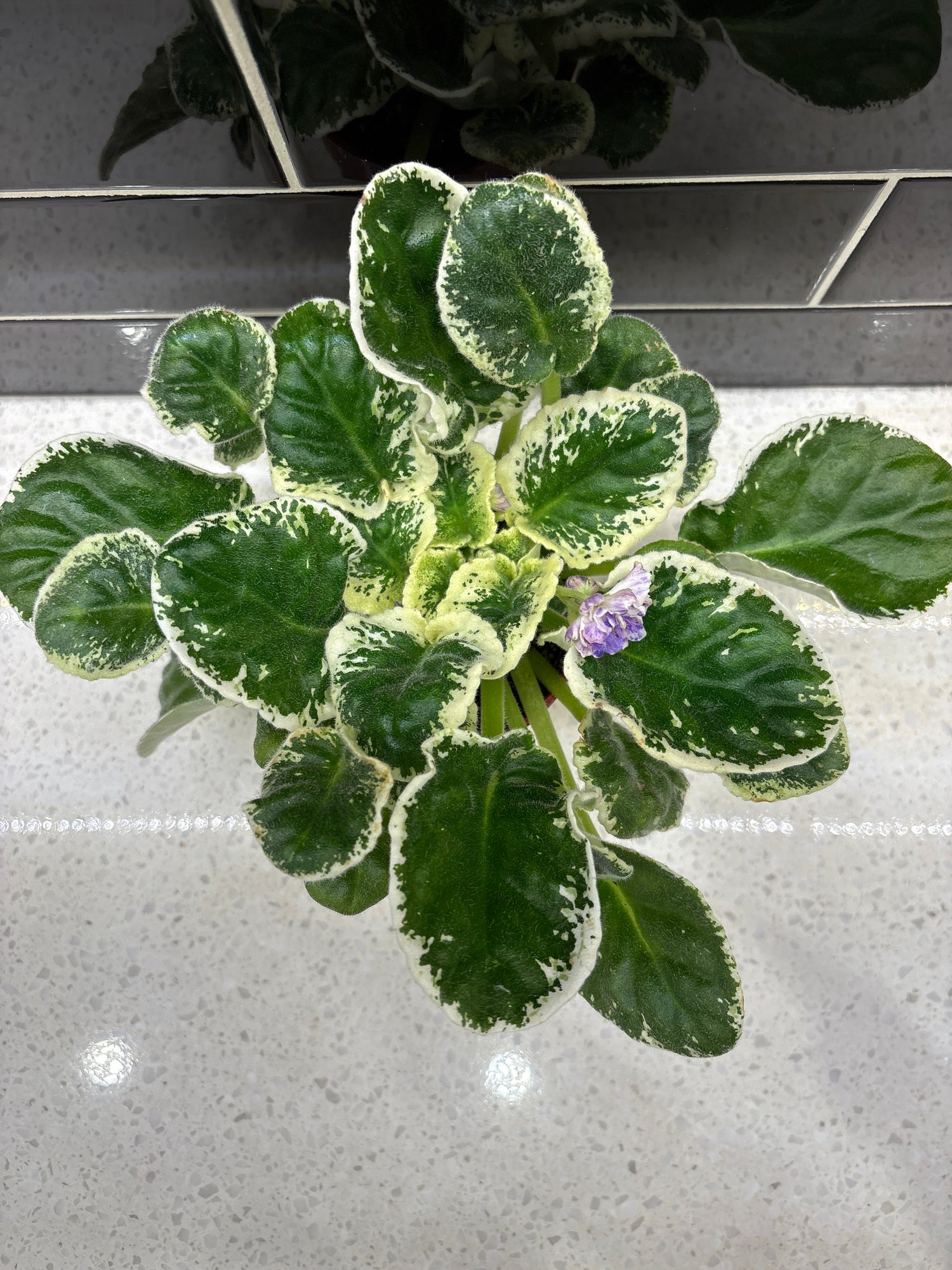 Rivermist Galaxy African Violet