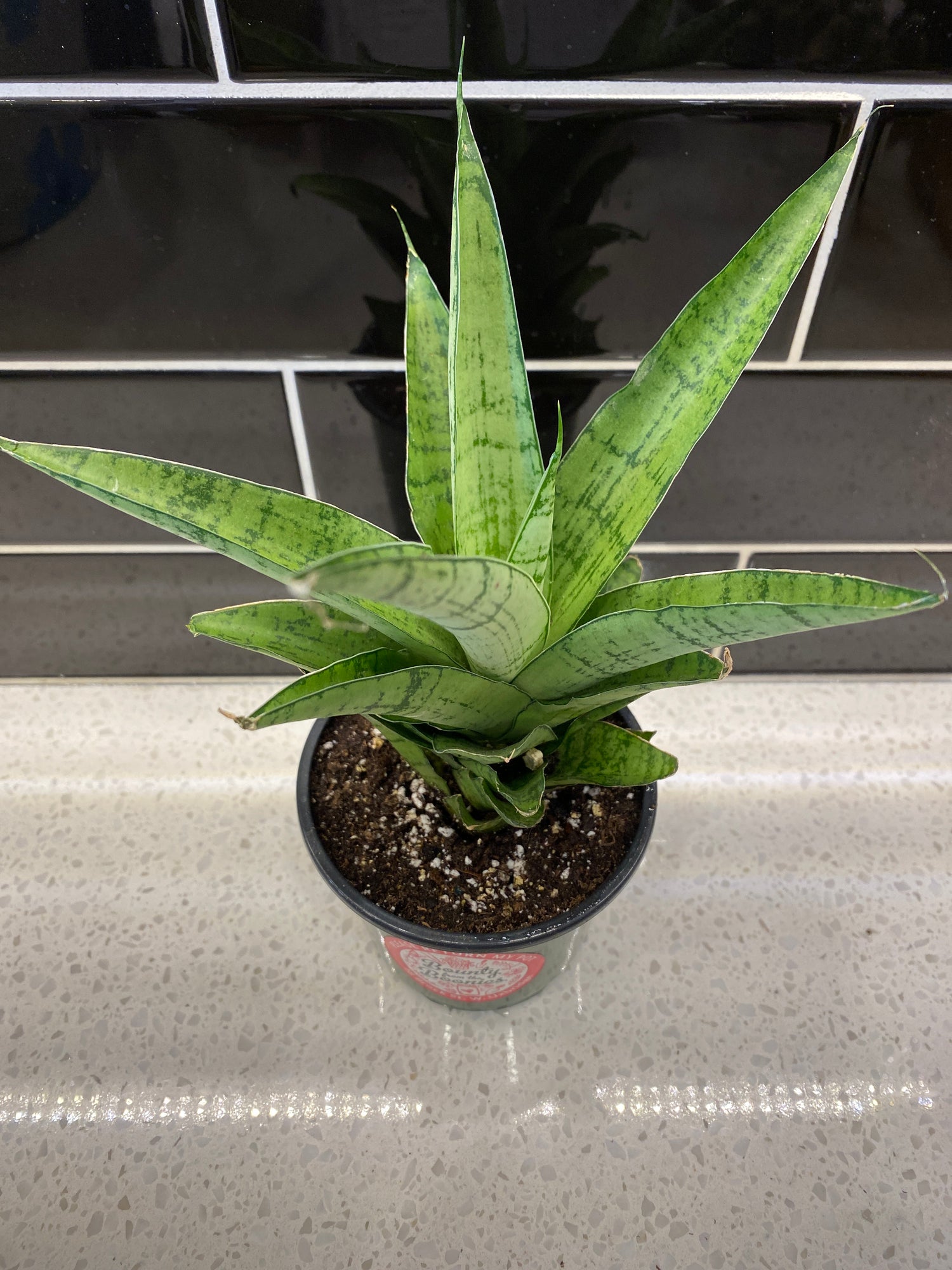 Sansevieria Piano 4"