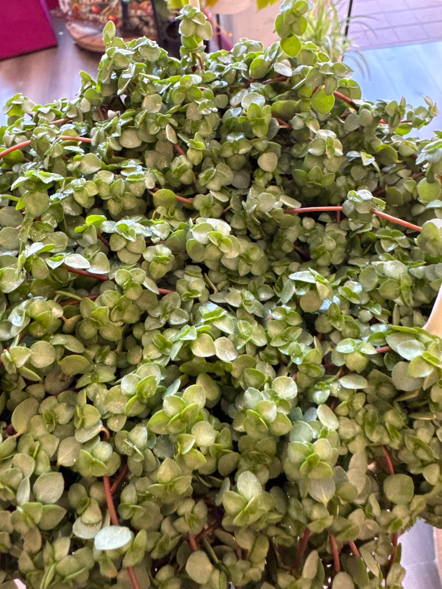 Pilea aquamarine