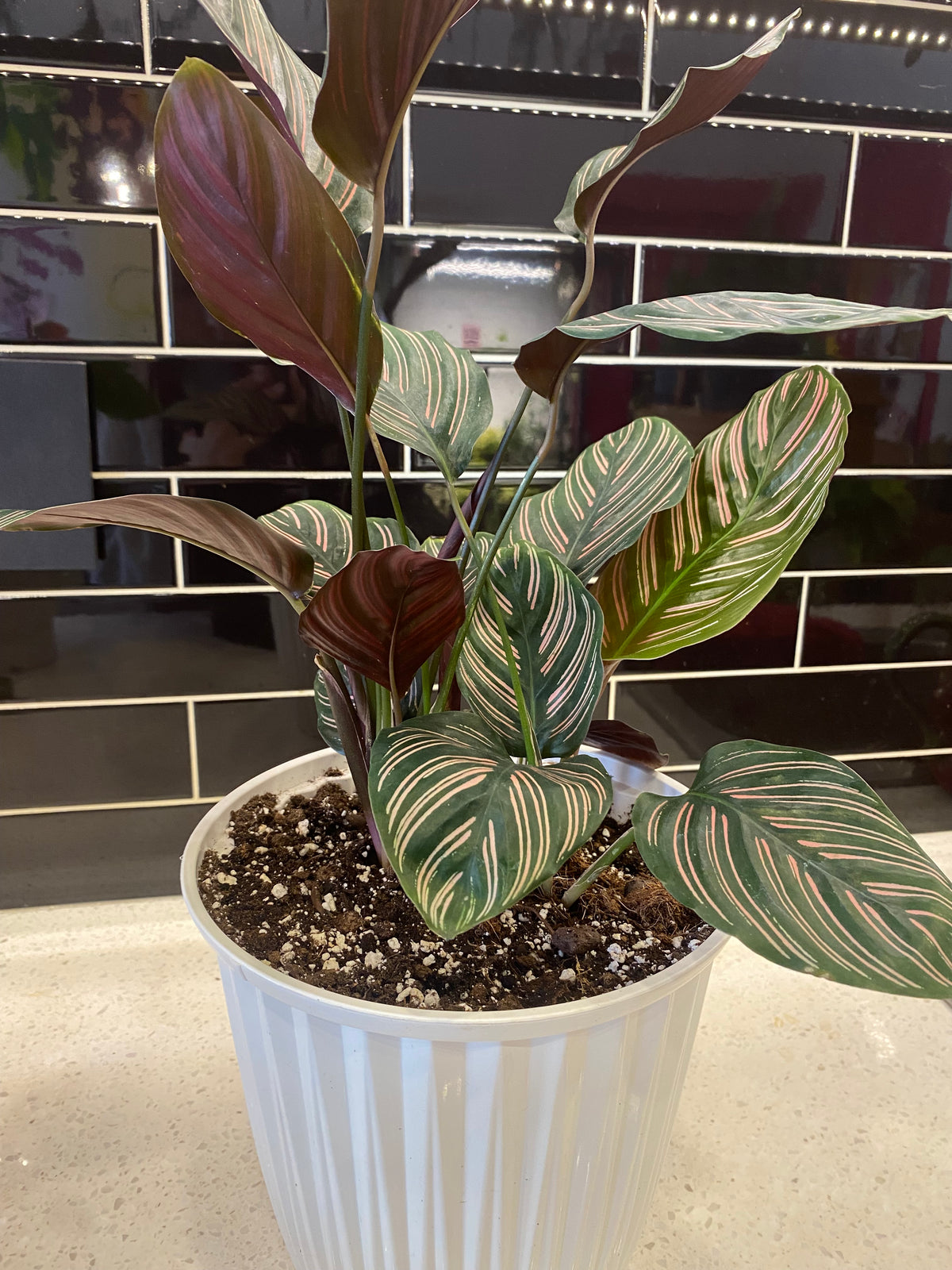 Pinstripe Calathea Potted in Ribbed White Pot
