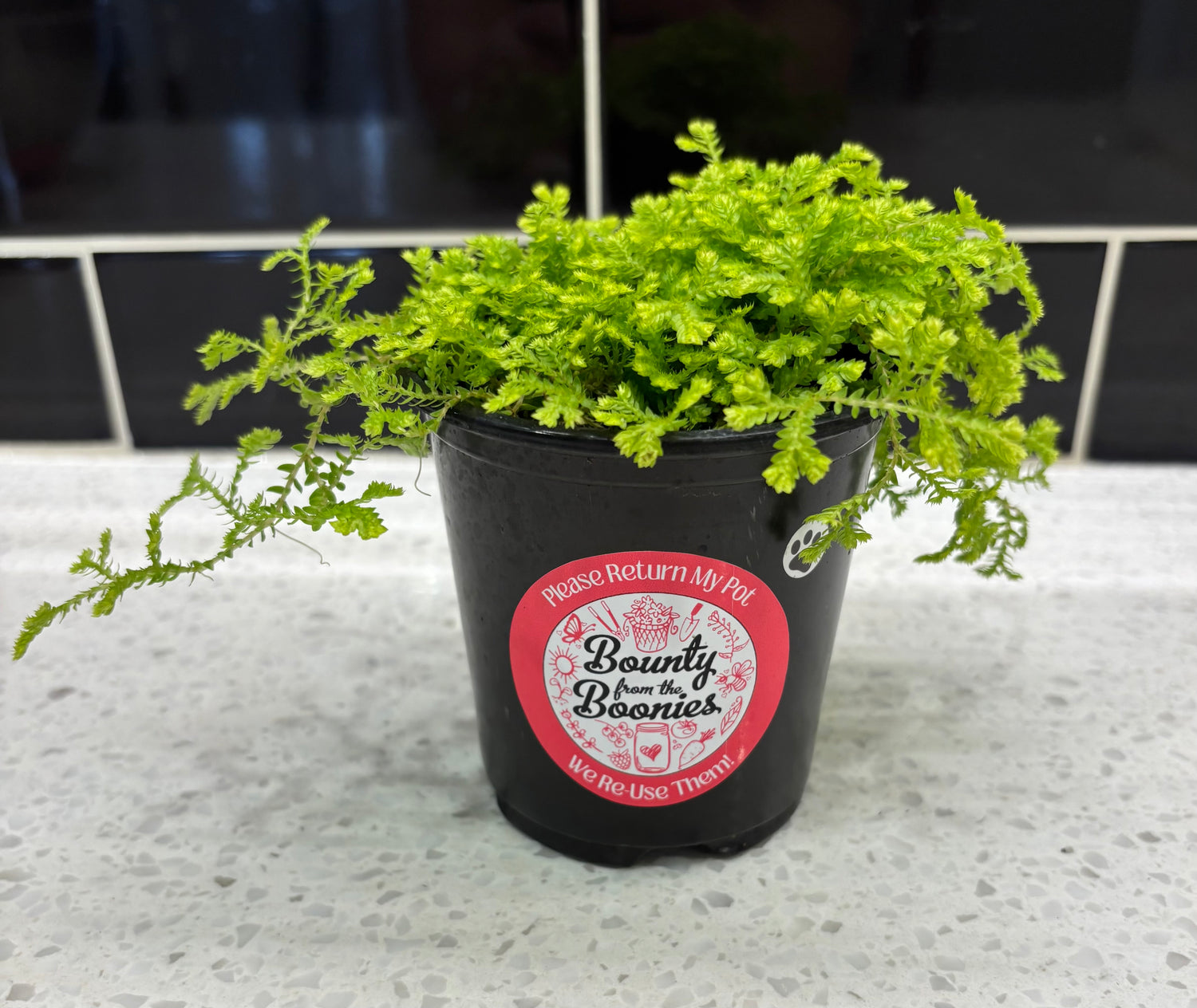 Club Moss