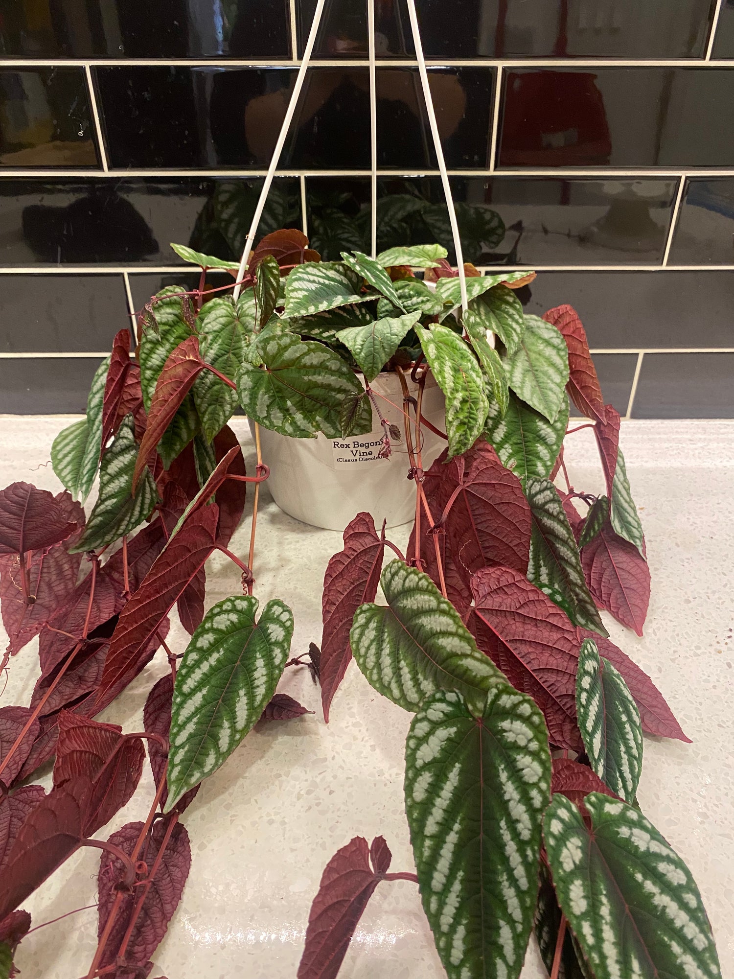 Rex Begonia