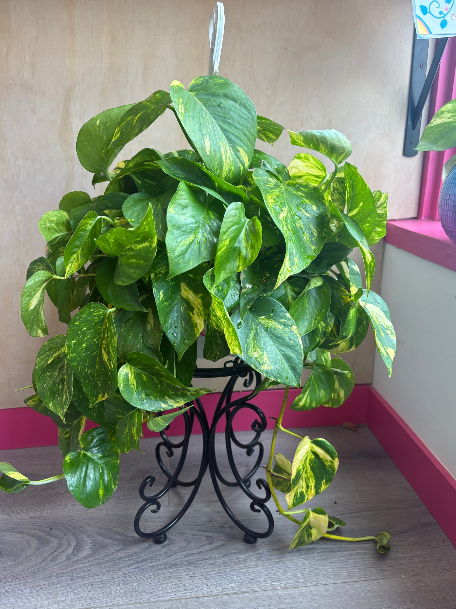 Pothos - Hawaiian 8”