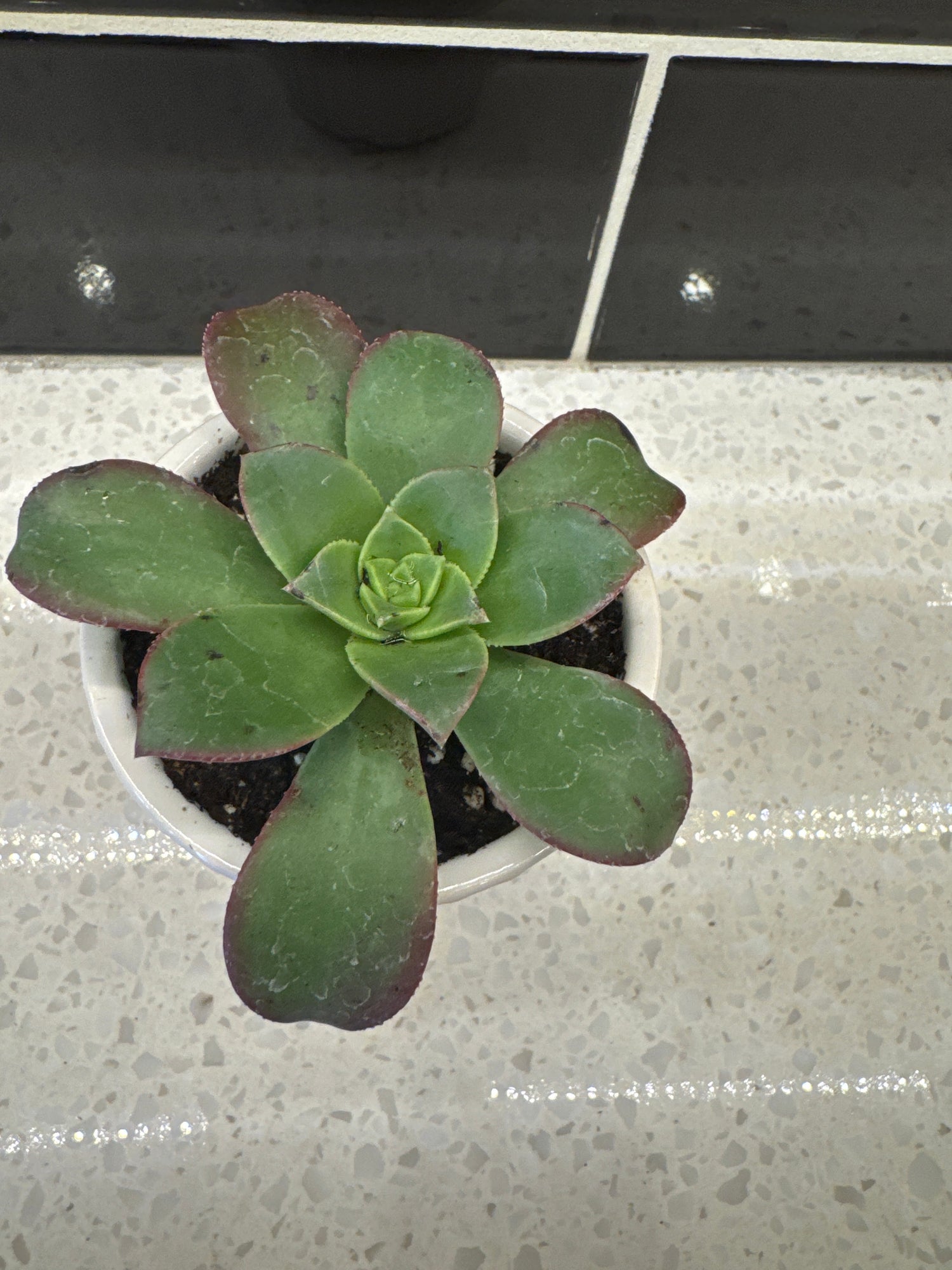 Potted Succulent in White Design Pot