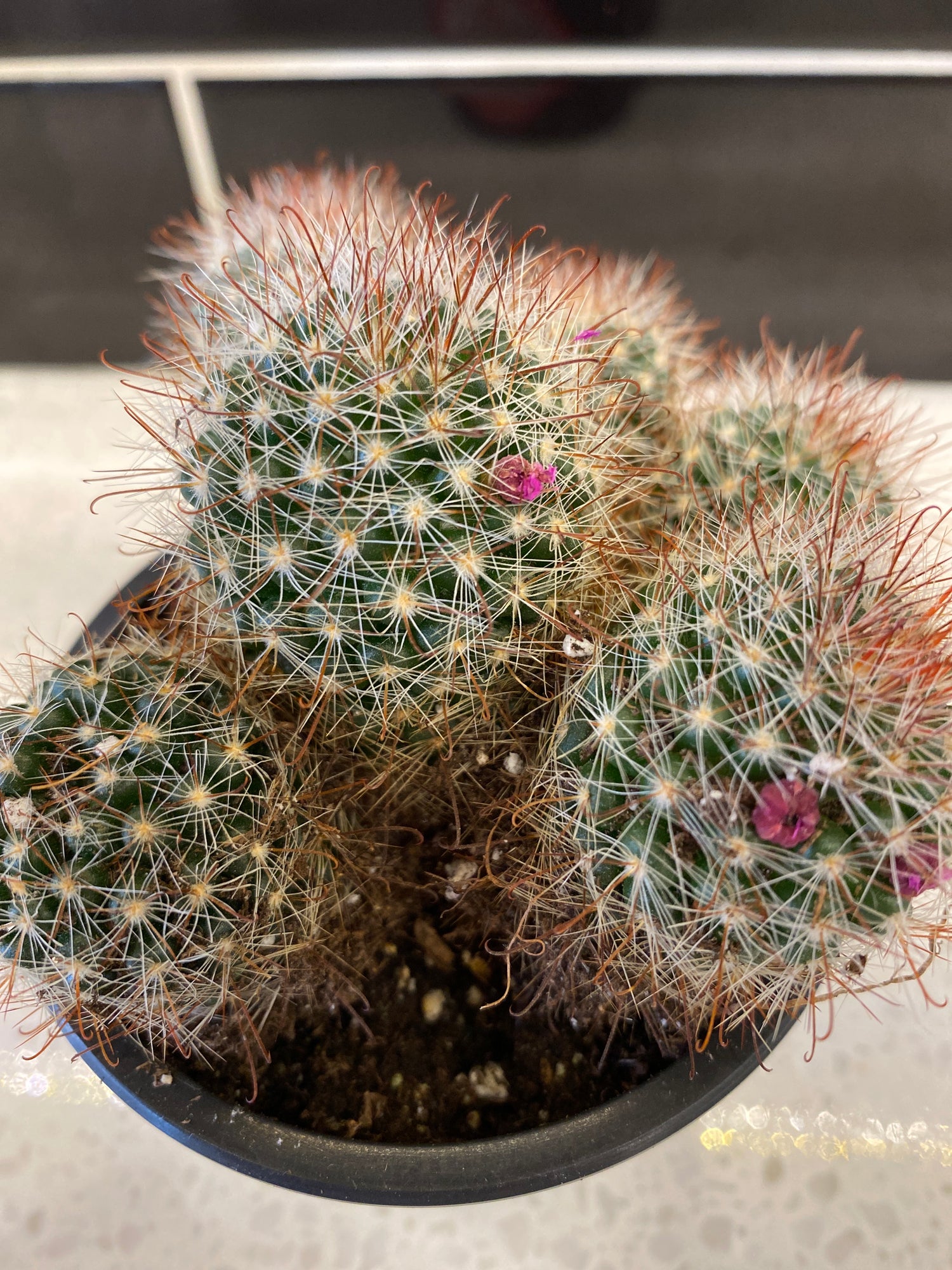 Old Lady Pincushion Cactus