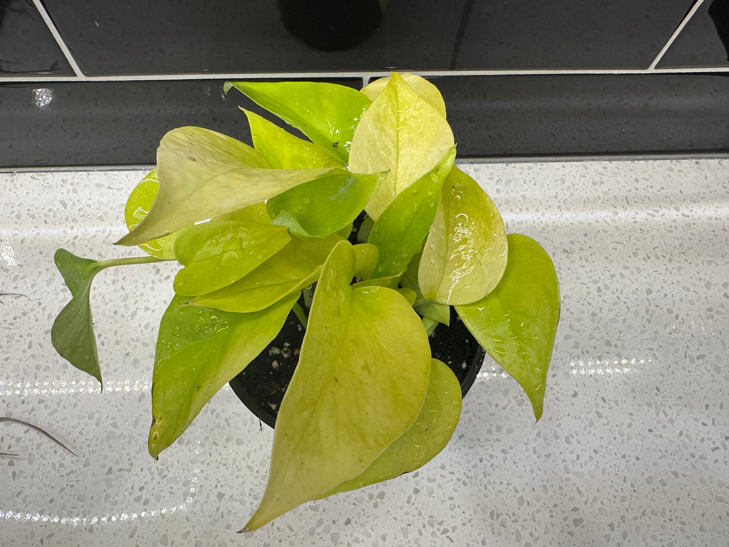 Pothos - Neon