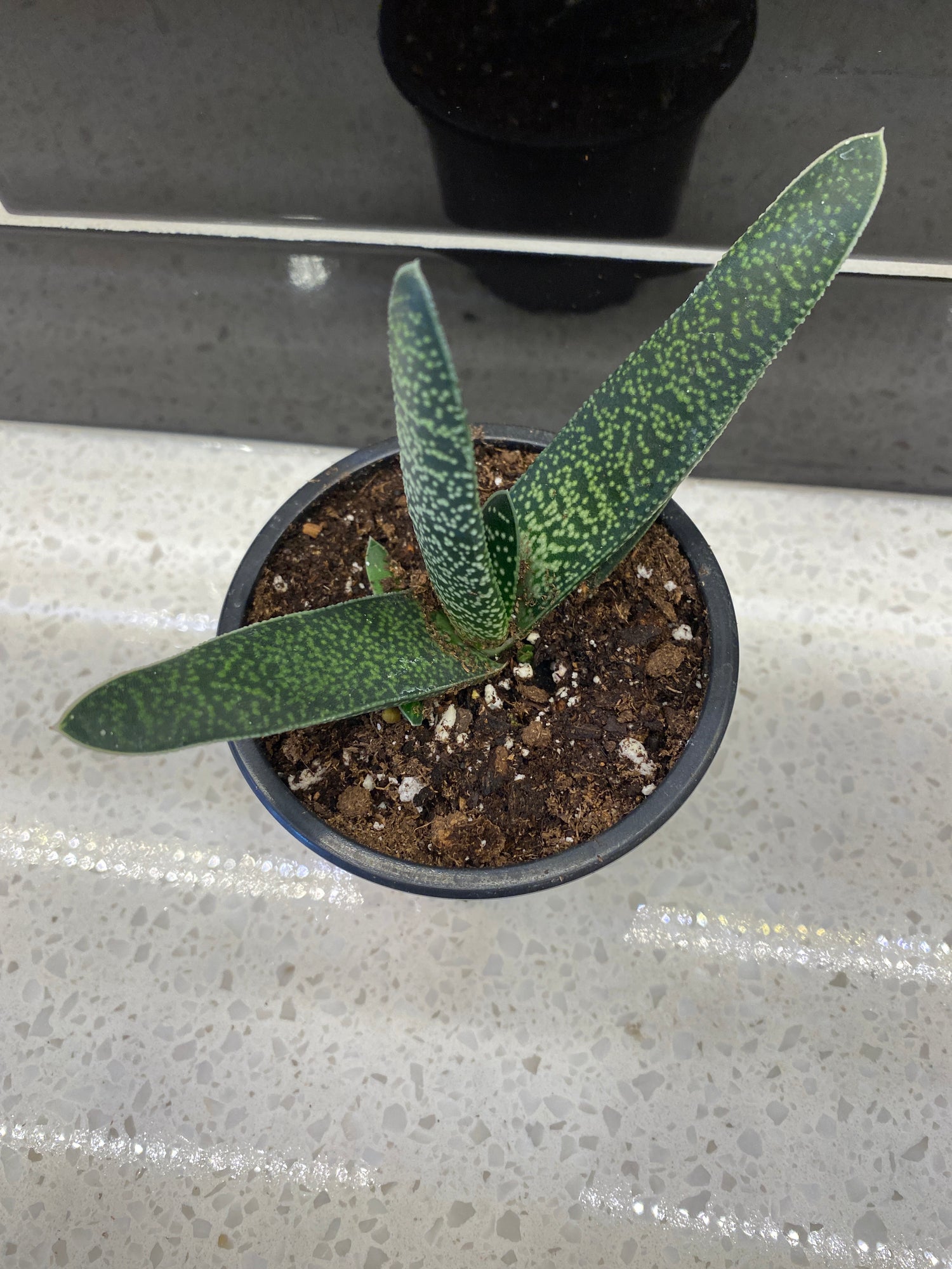 Gasteria Pillansii