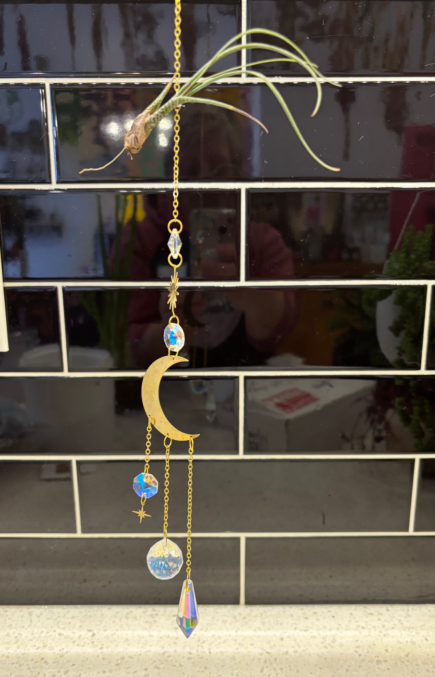 Sun Catcher Air Plant