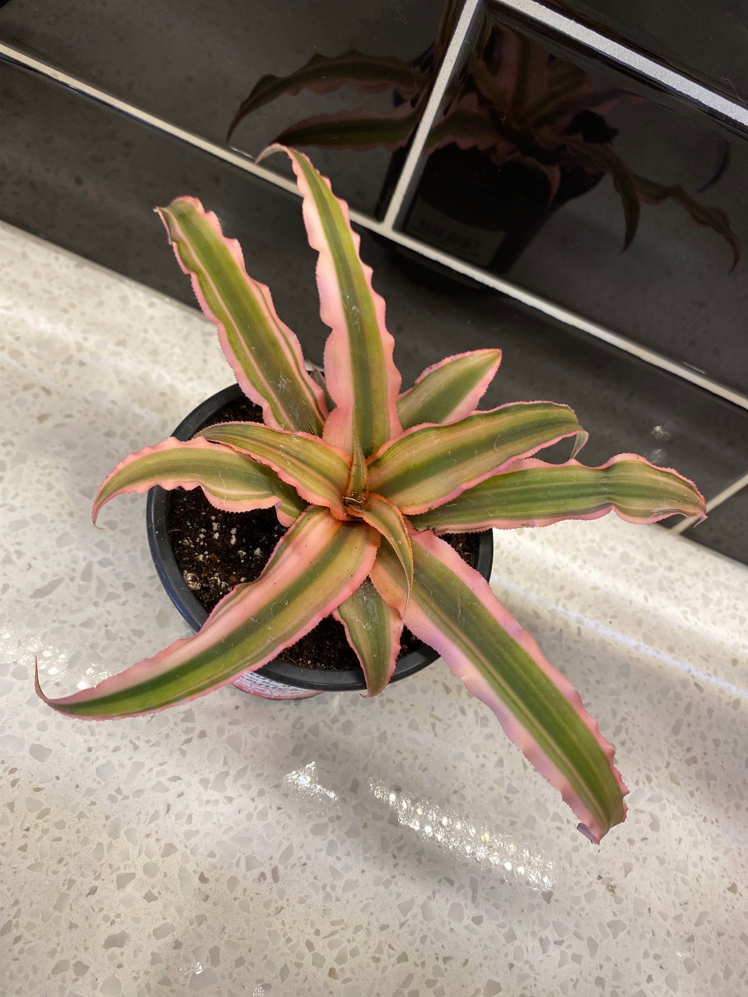 Earth Star - Pink Starlite