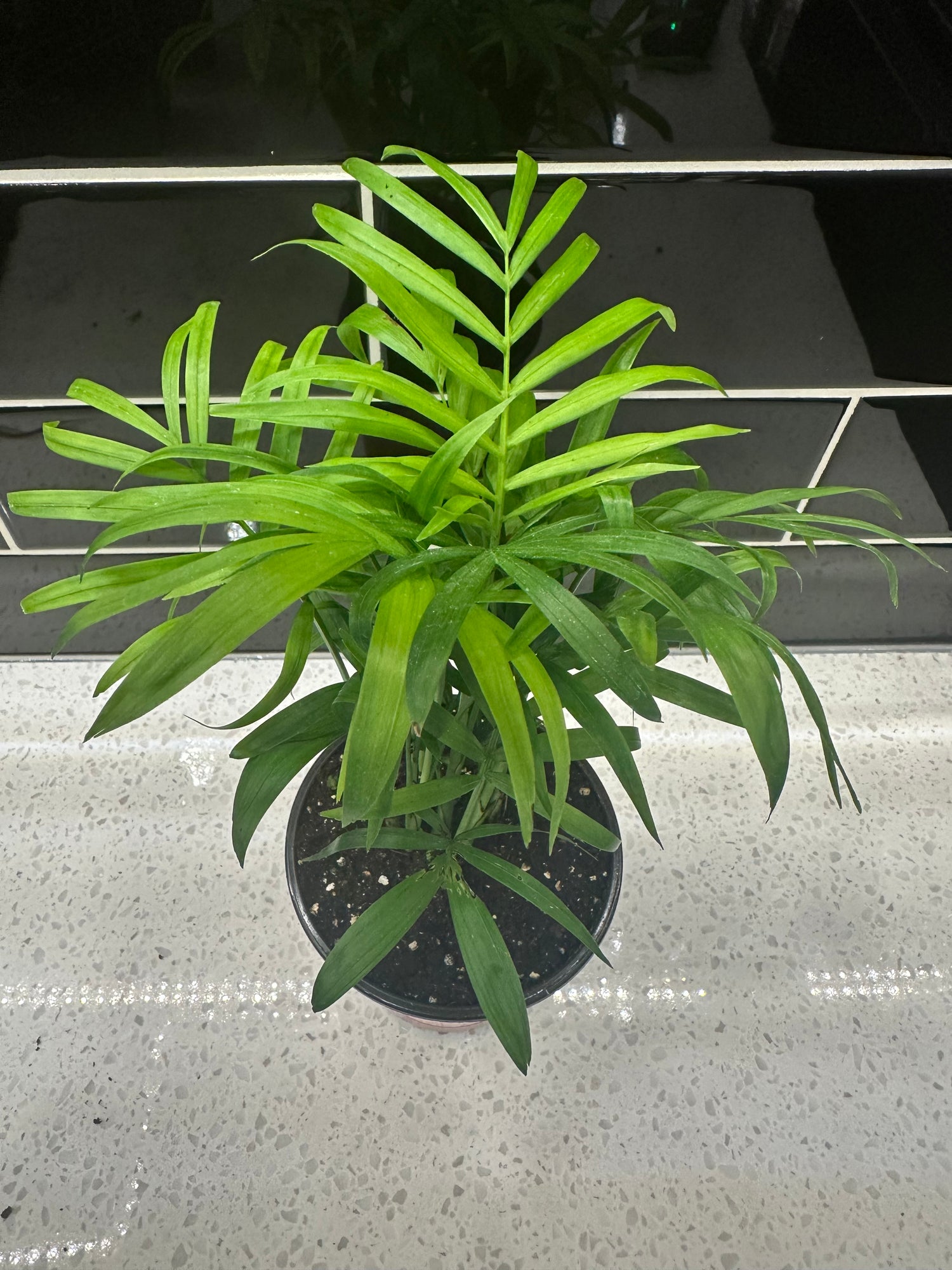 Parlour Palm