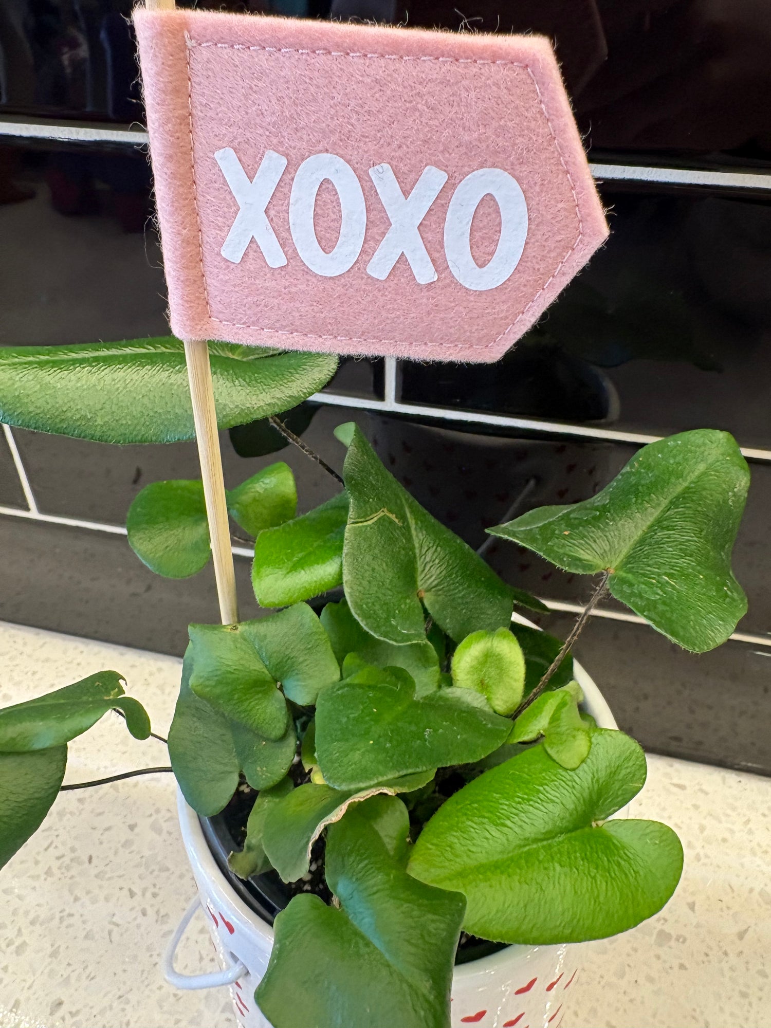 Valentines Heart-leaf Plant 4”