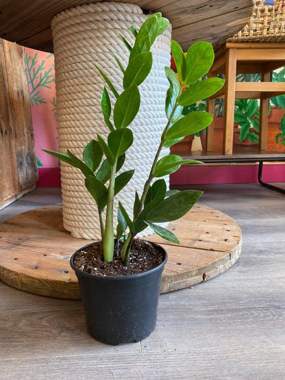 ZZ Plant
