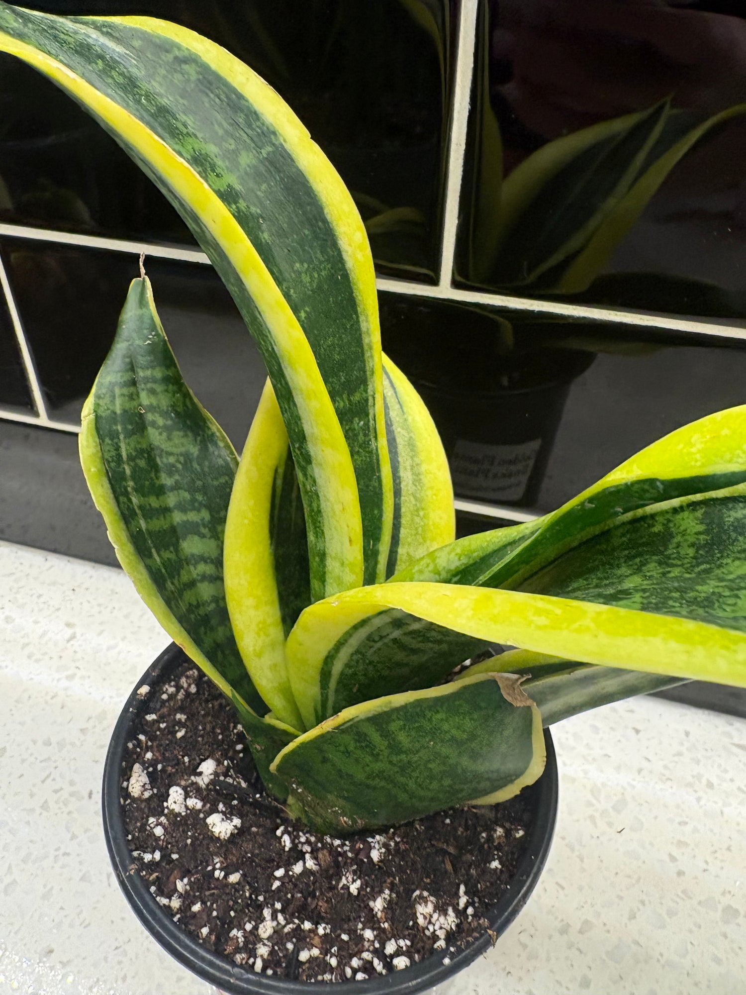 Snake Plant - Golden Flame