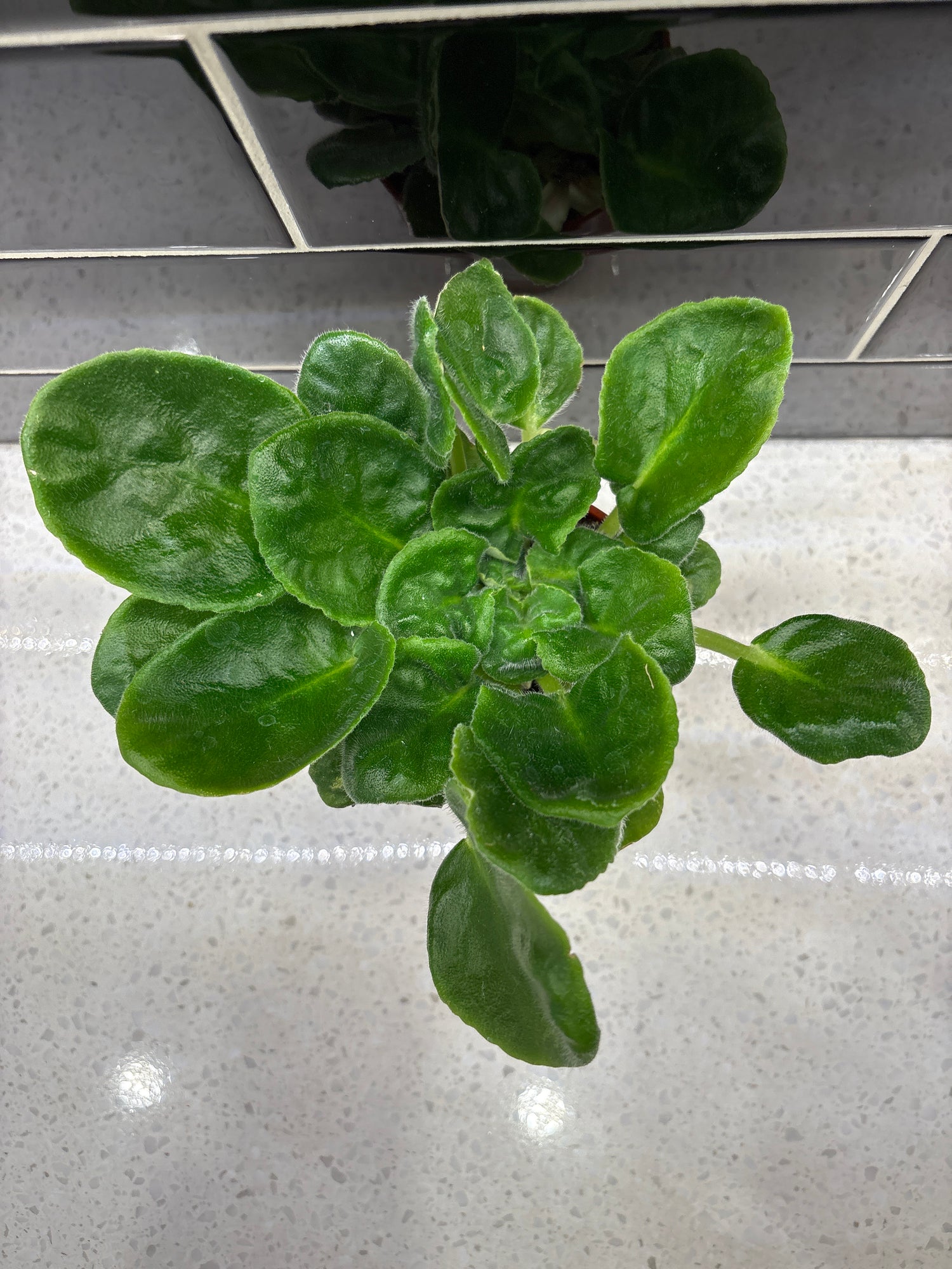AV Polet Velkiriy African Violet