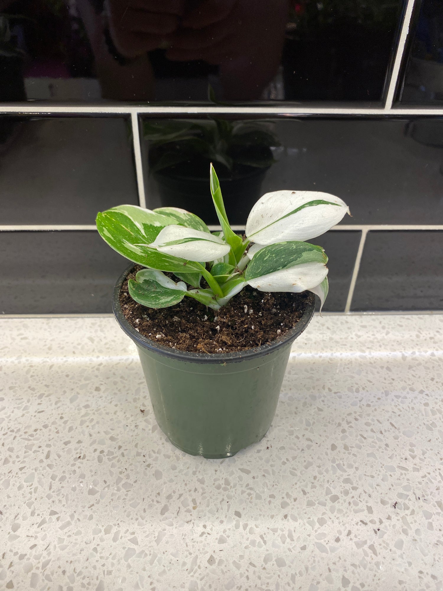 Philodendron - White Wizard 4”