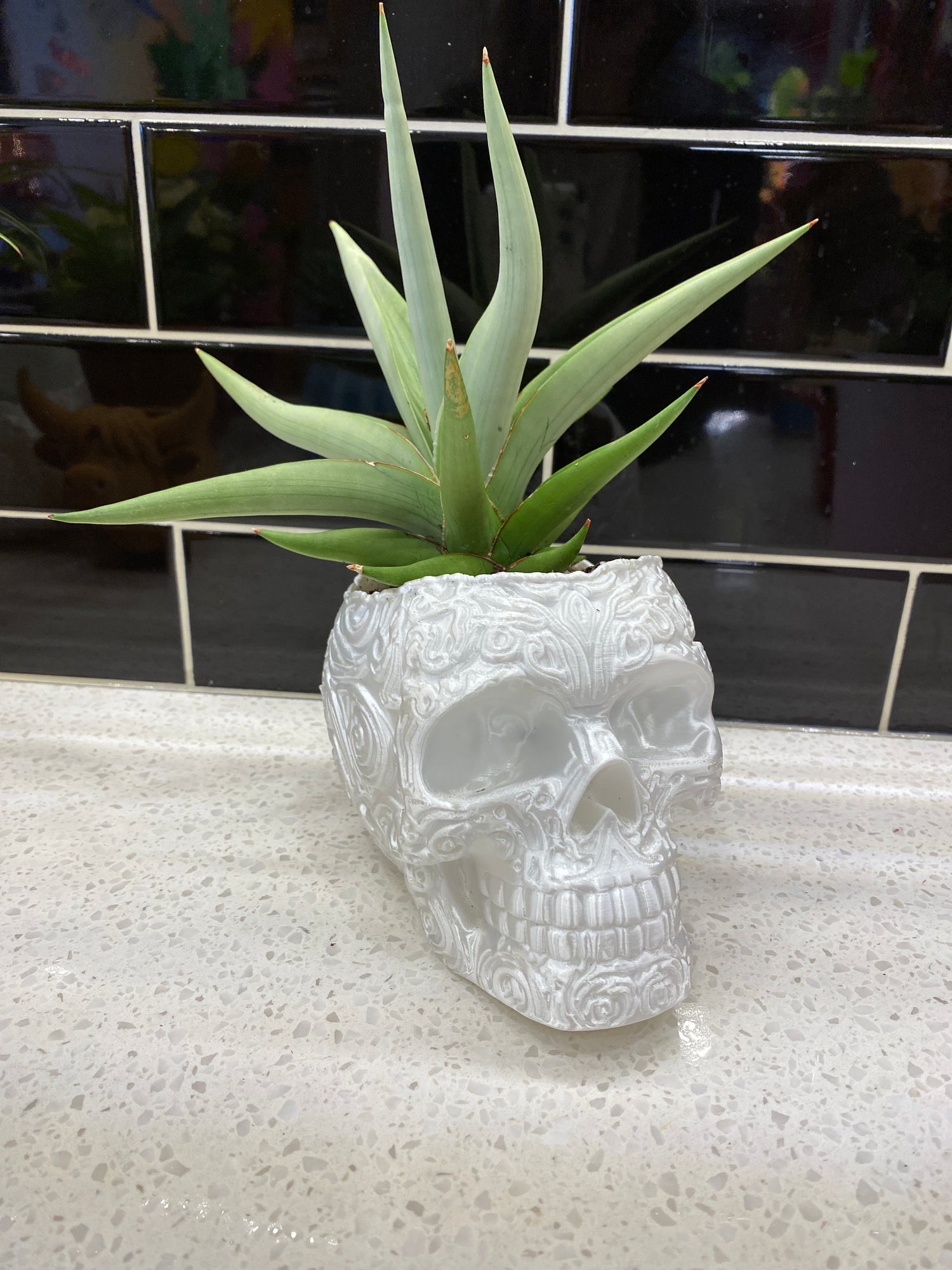 Potted Skull Sanseviera