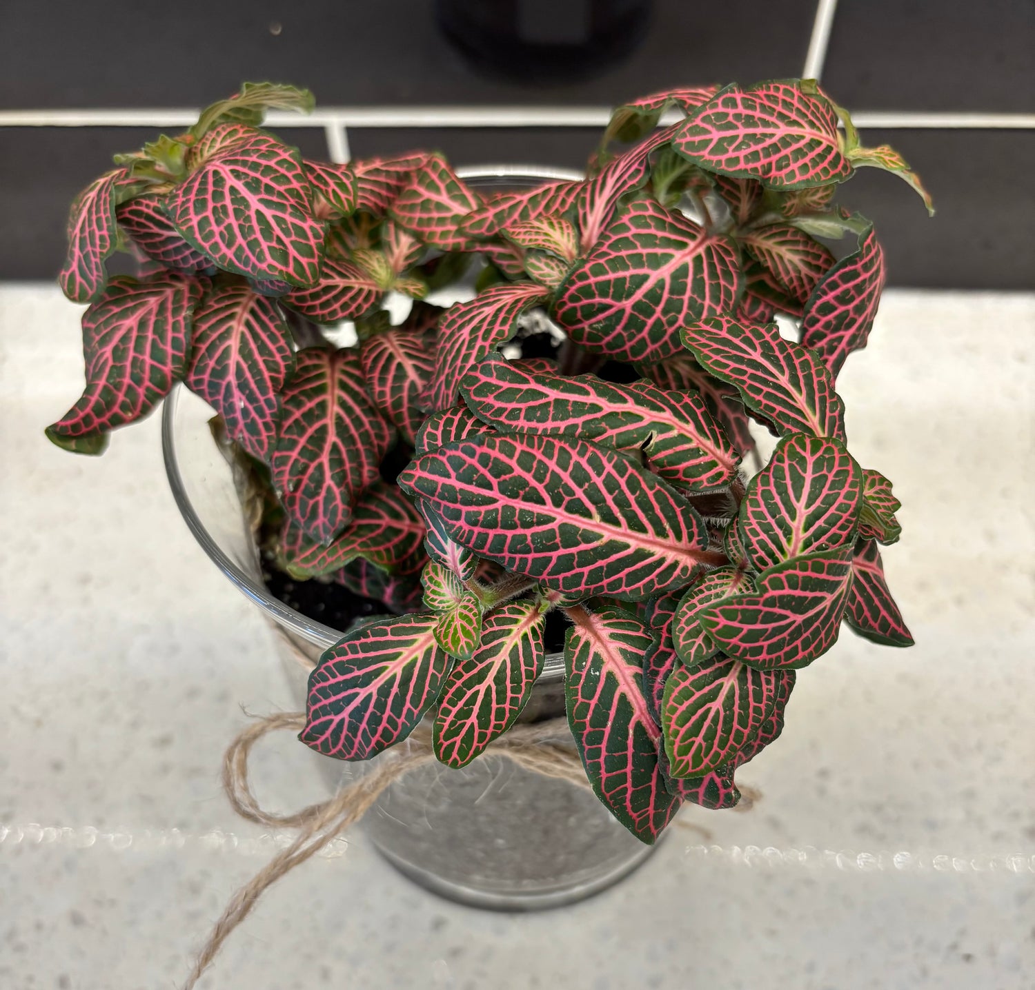 Potted Nerve Plant in Clear Glass Planter