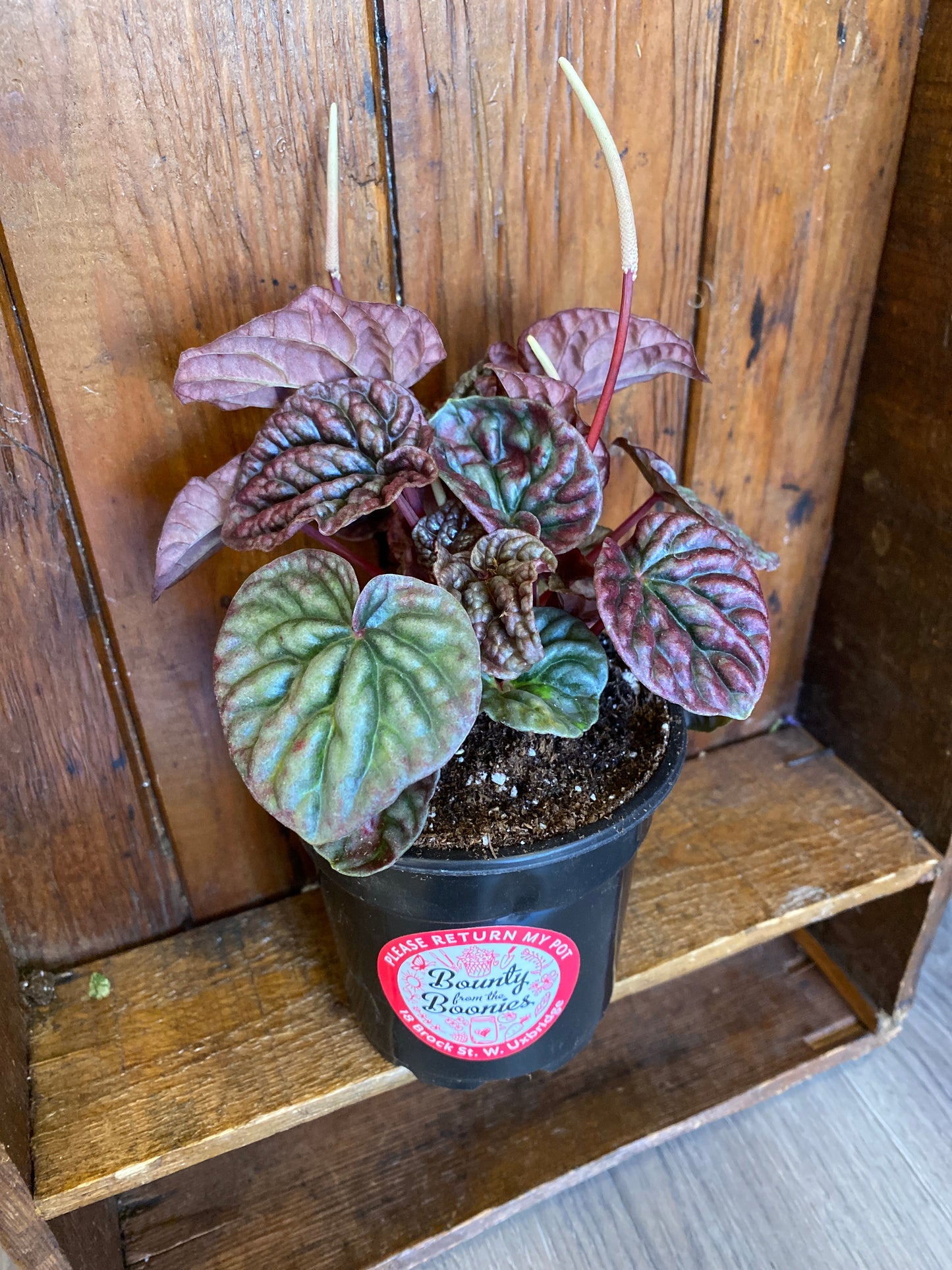 Peperomia Caperata - Ruby Ripple – Bounty from the Boonies