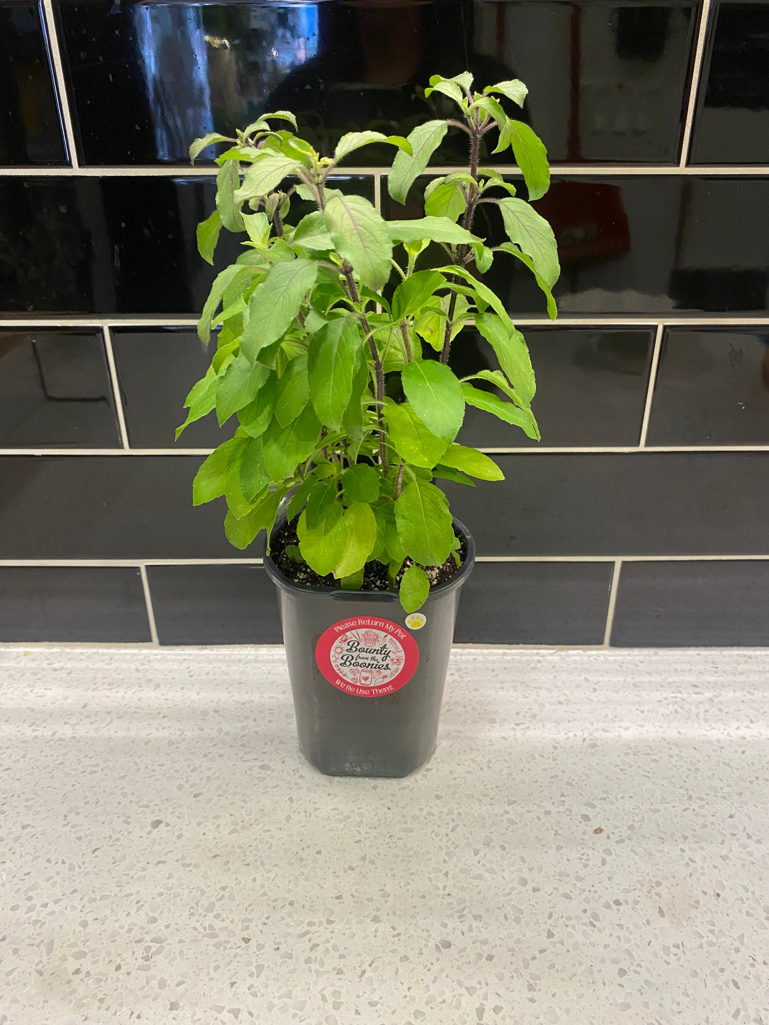 Tulsi