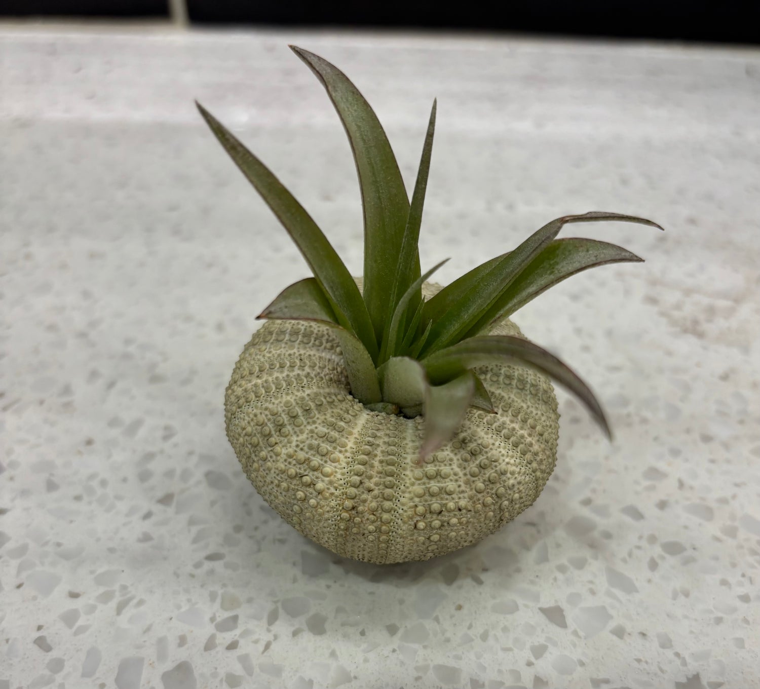 Sea Urchin Air Plant (Sitting)