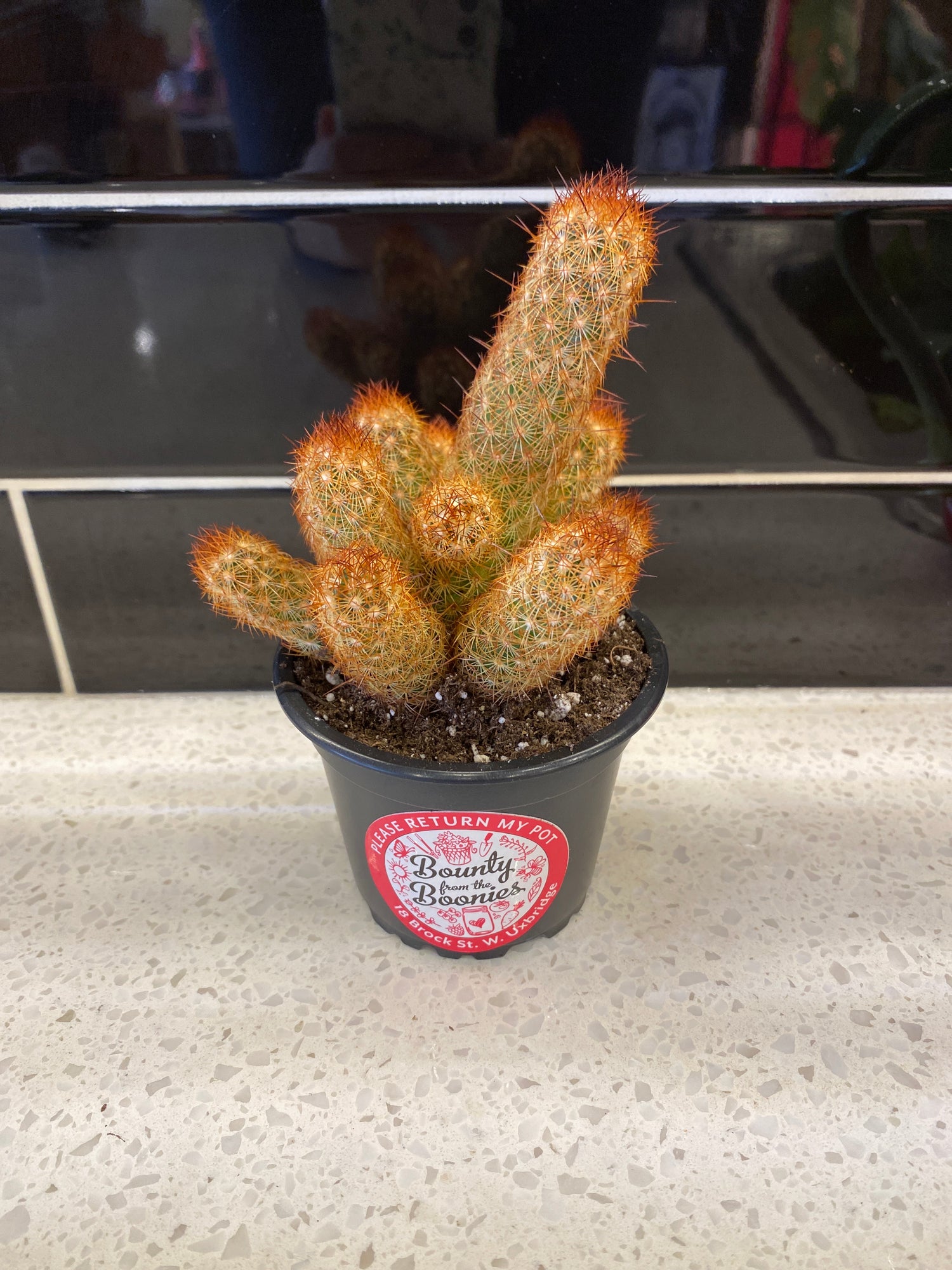 Copper King Cactus
