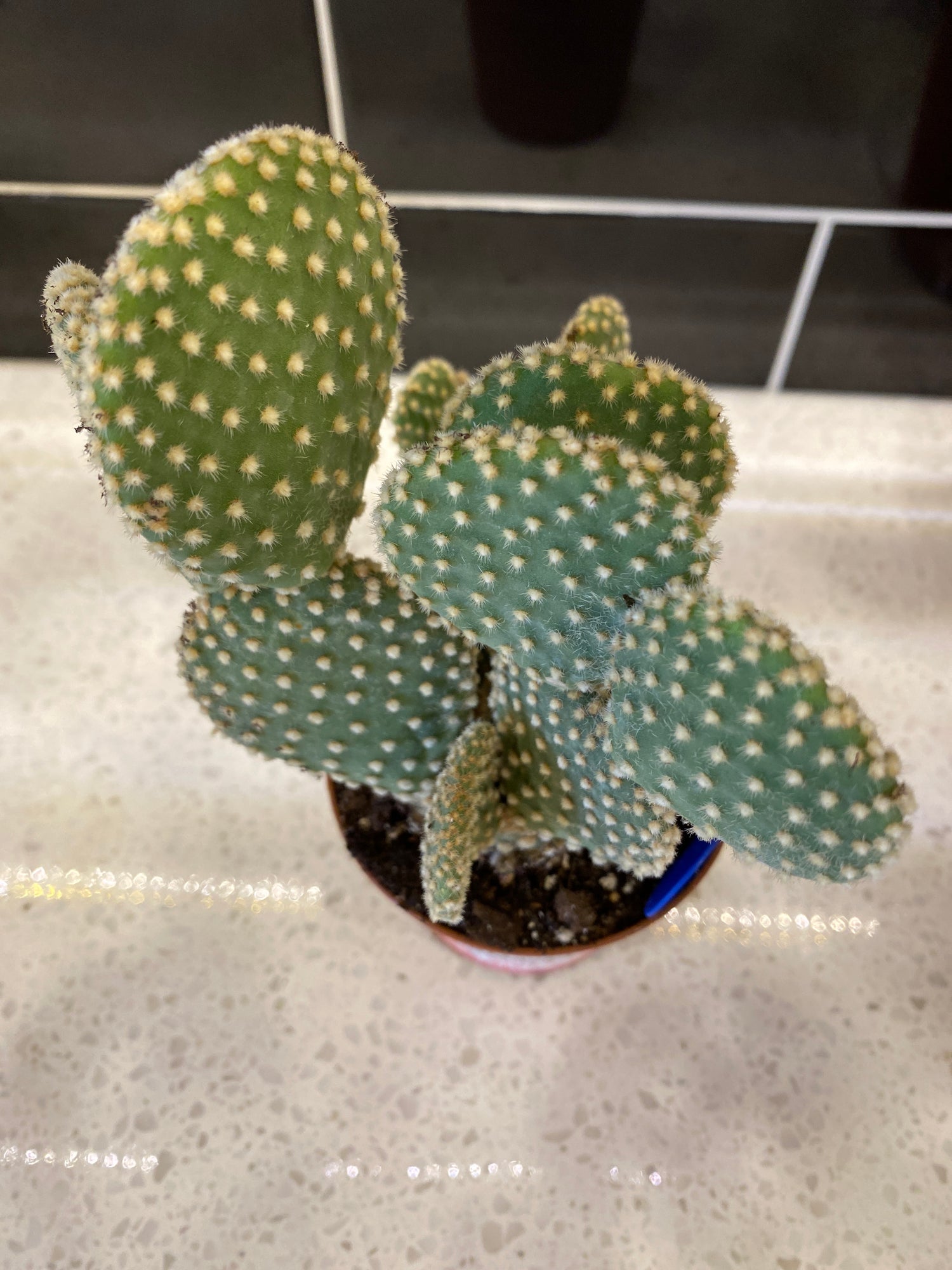 Bunny Ear Cactus