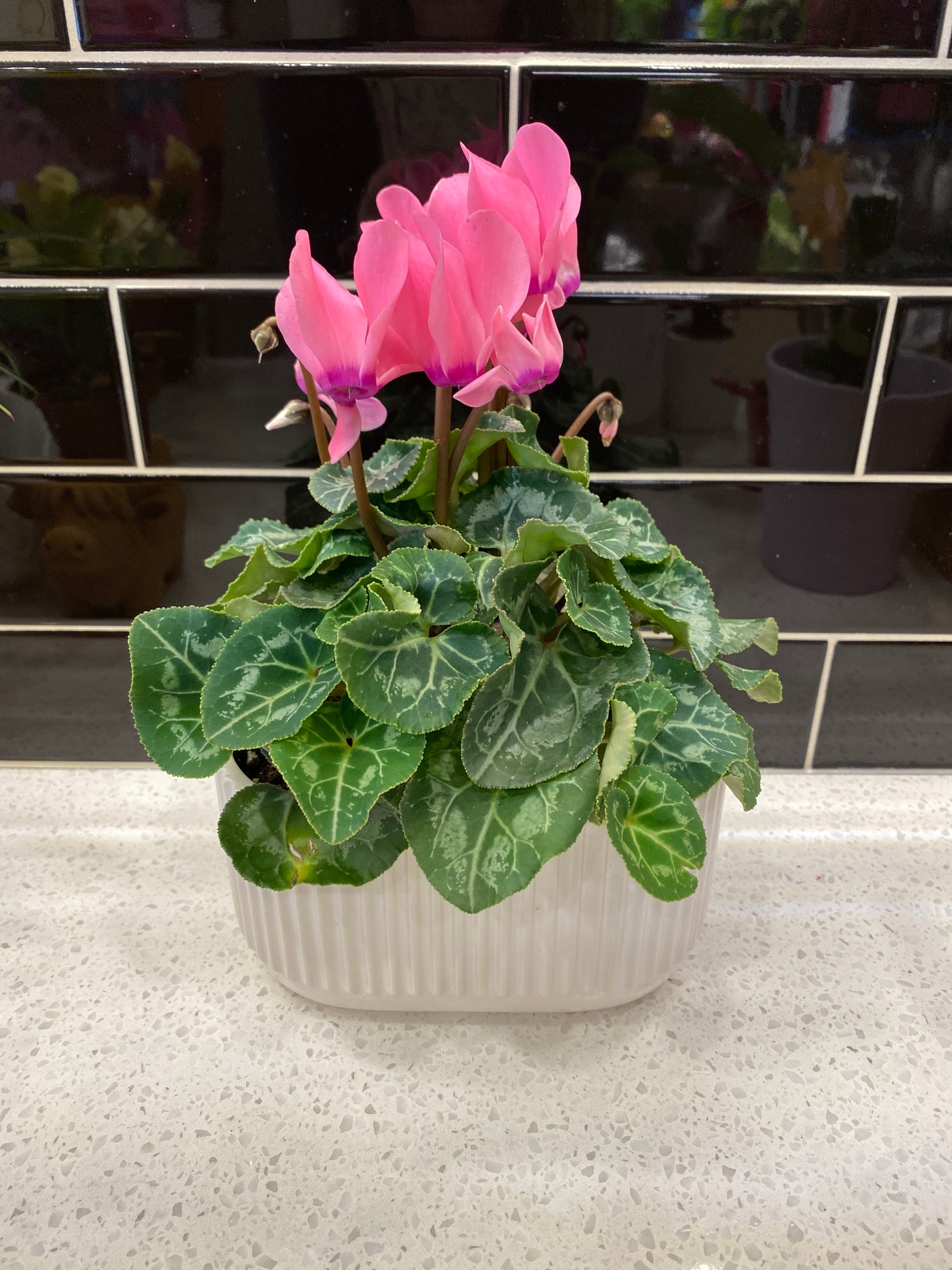 Potted Cyclamen Large