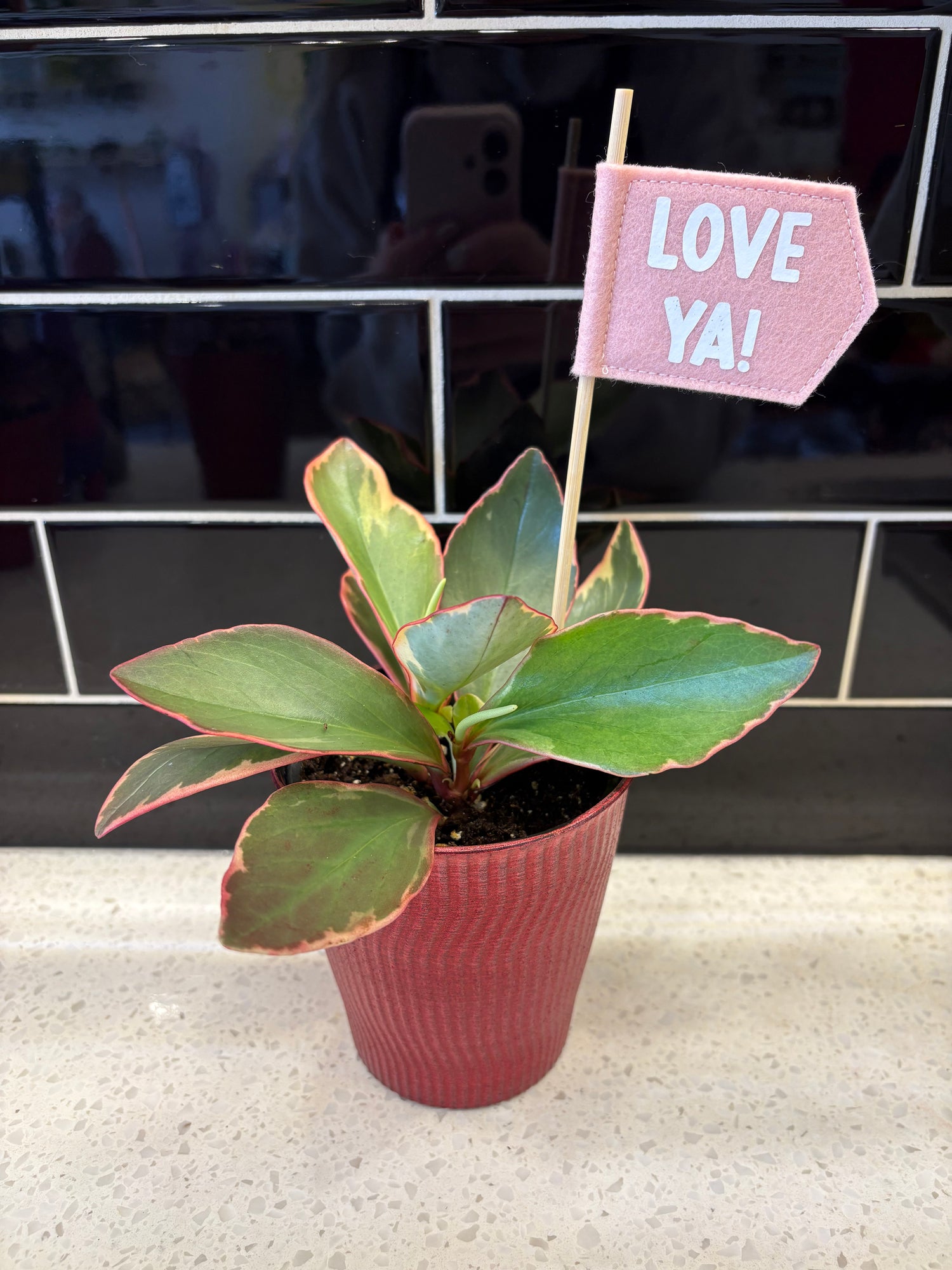 Valentines Ginny Peperomia Plant 4”