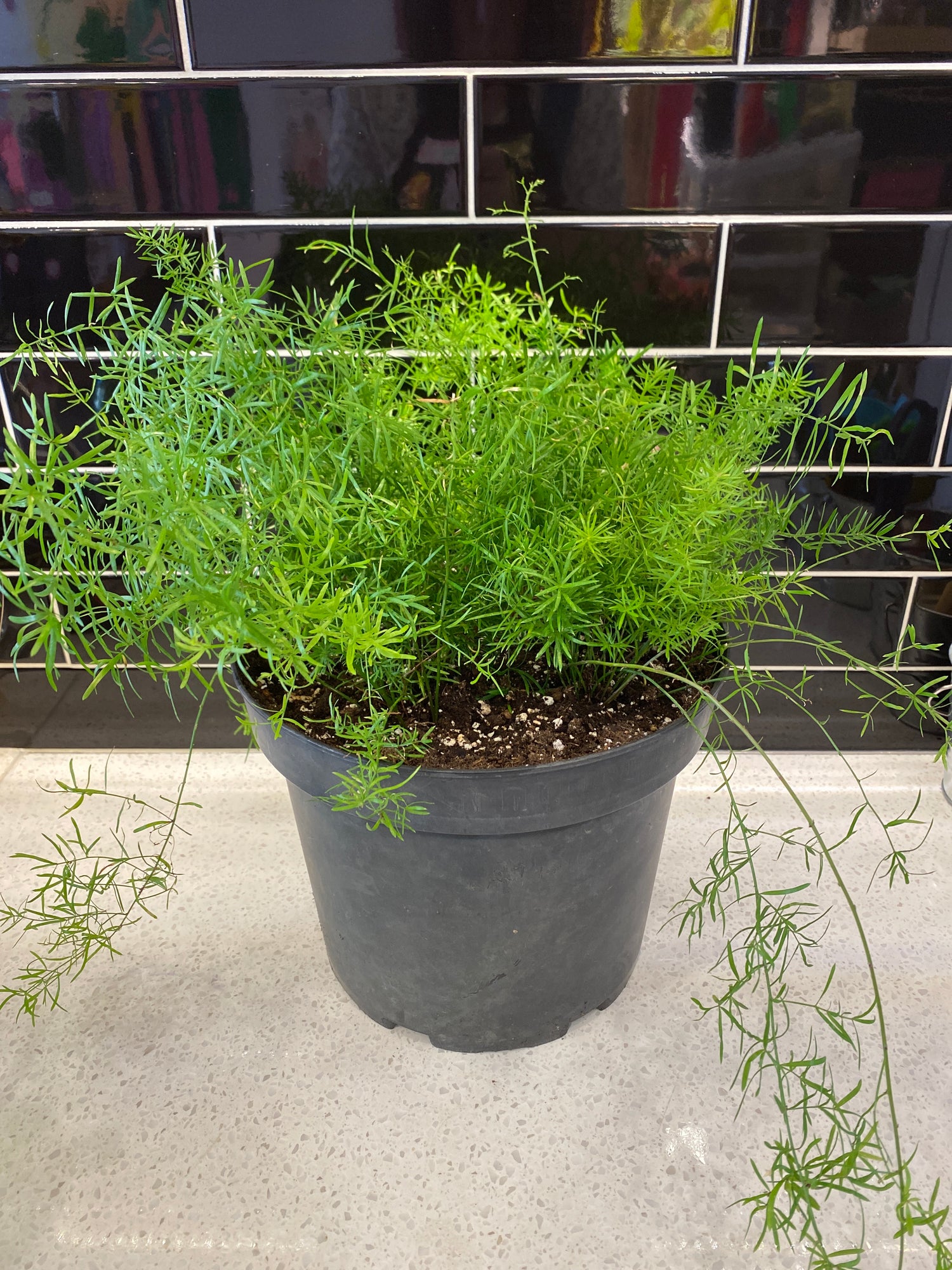 Asparagus Fern - Sprengeri 10”