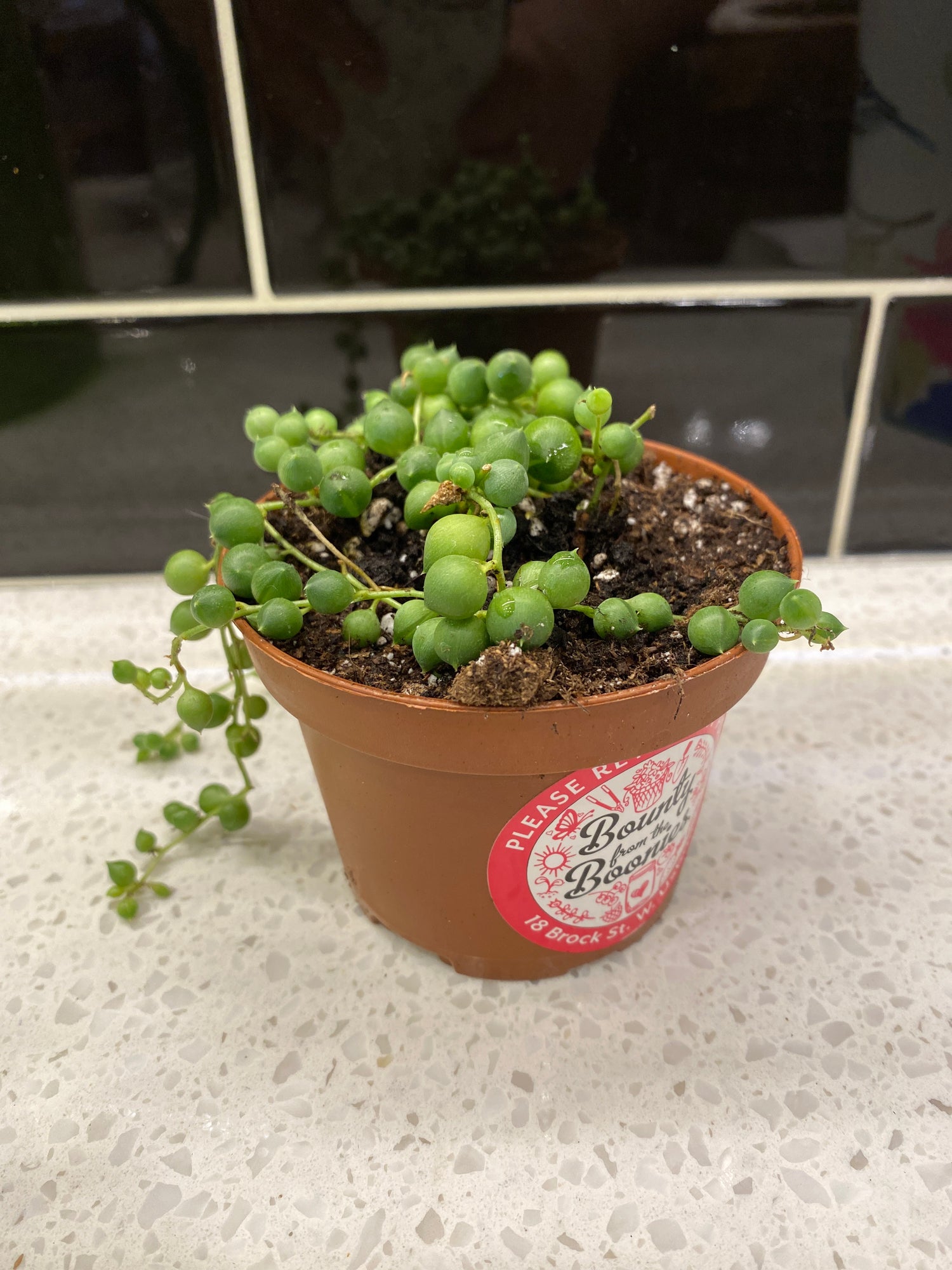 String of Pearls
