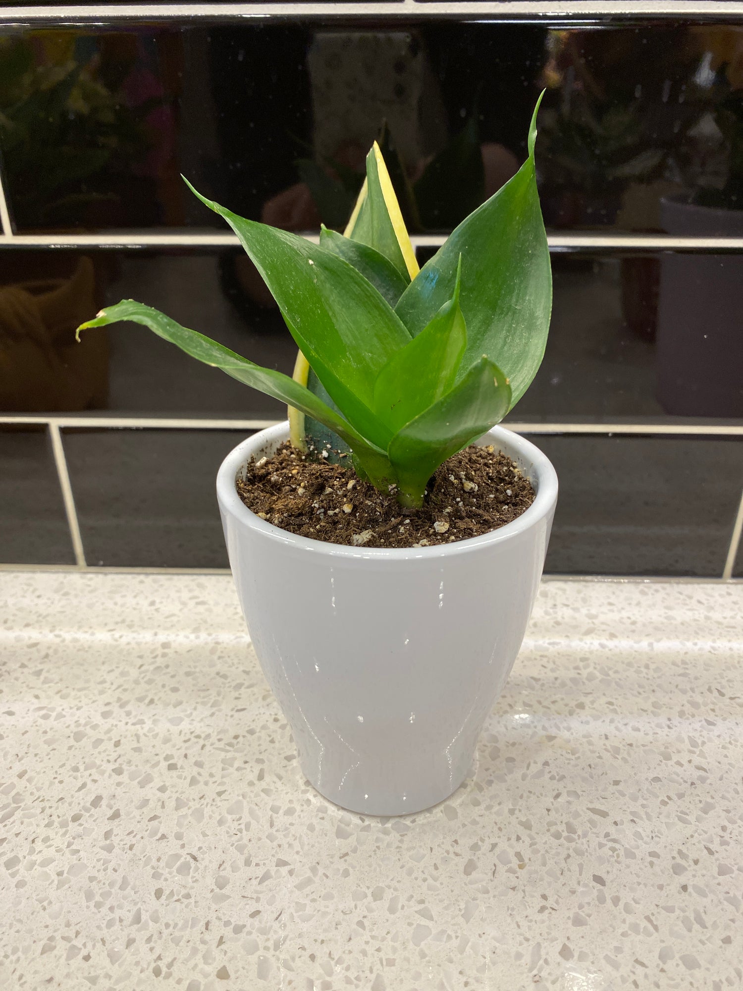 Potted Koi Snake Plant