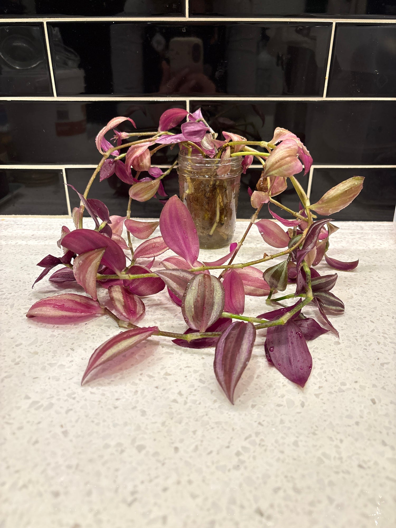 Transcantia Zebrina - Clipping