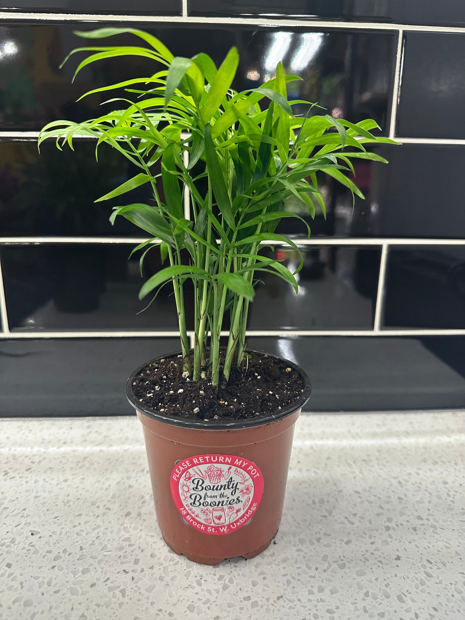 Parlour Palm