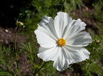 white cosmos