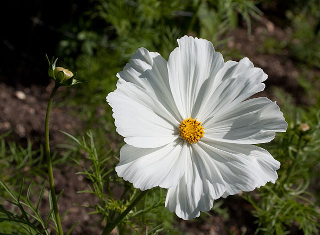 white cosmos