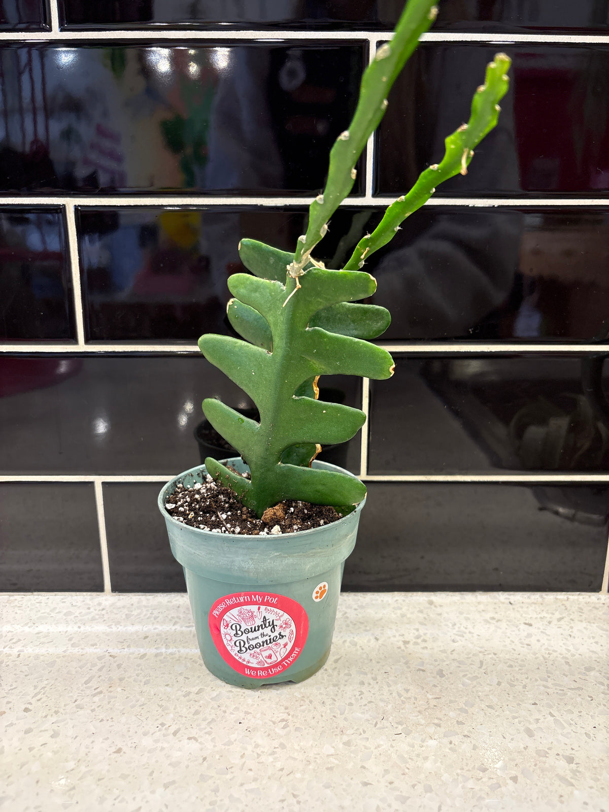 Fishbone Cactus